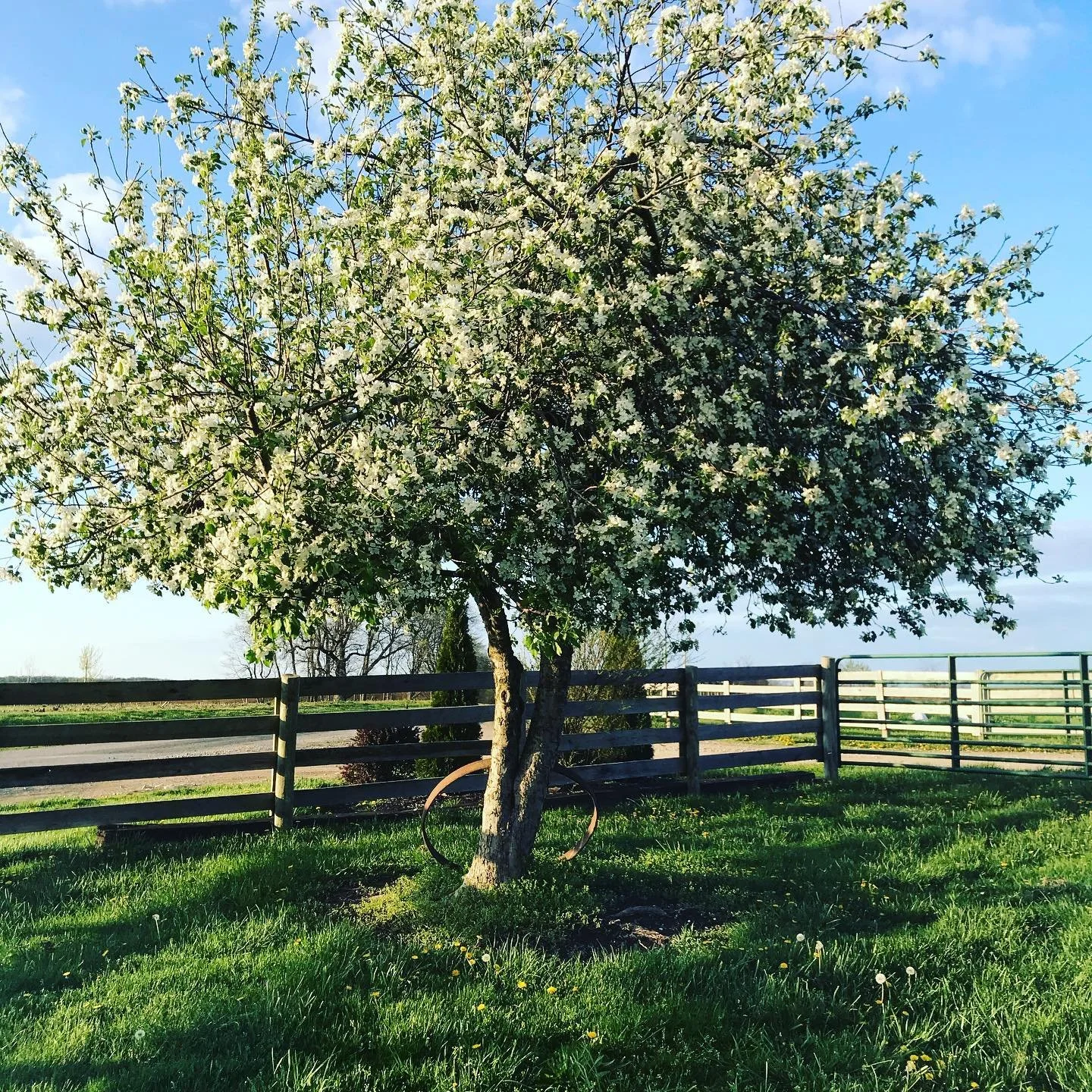 A blooming tree with white flowers in a grassy area, surrounded by a wooden fence with a road and open fields in the background, under a partly cloudy sky.