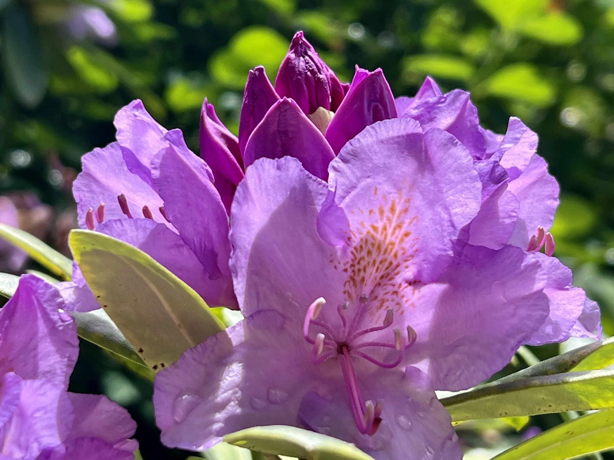 Eine blühende lila Blume, vermutlich eine Rhododendron, im Gegenlicht fotografiert, mit grünem Hintergrund.