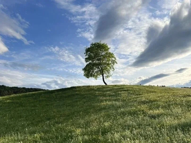 Ein einzelner Baum steht auf einer grünen Wiese unter einem Himmel mit Wolken.