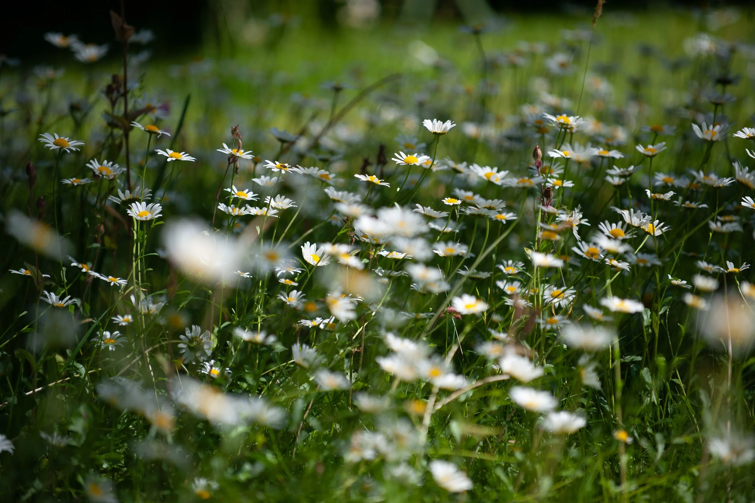 Eine Wiese mit vielen weißen Gänseblümchen im Grünen.