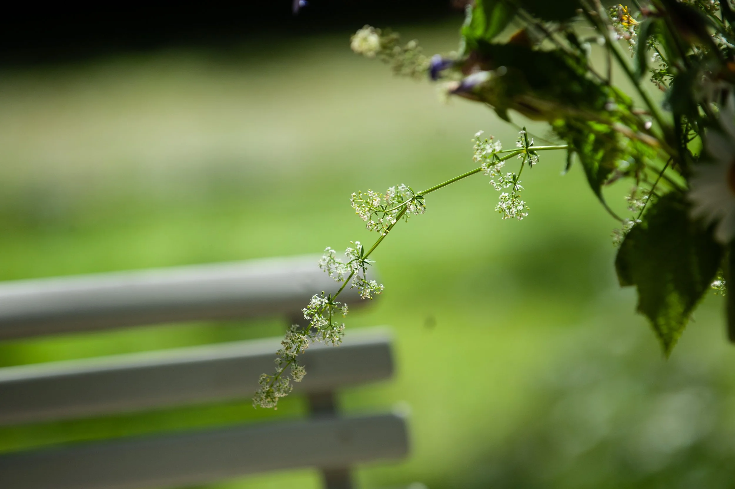 Nahaufnahme einer Pflanze mit kleinen weißen Blüten, hängend von einem grünen Zweig, vor einem unscharfen grünen Hintergrund.