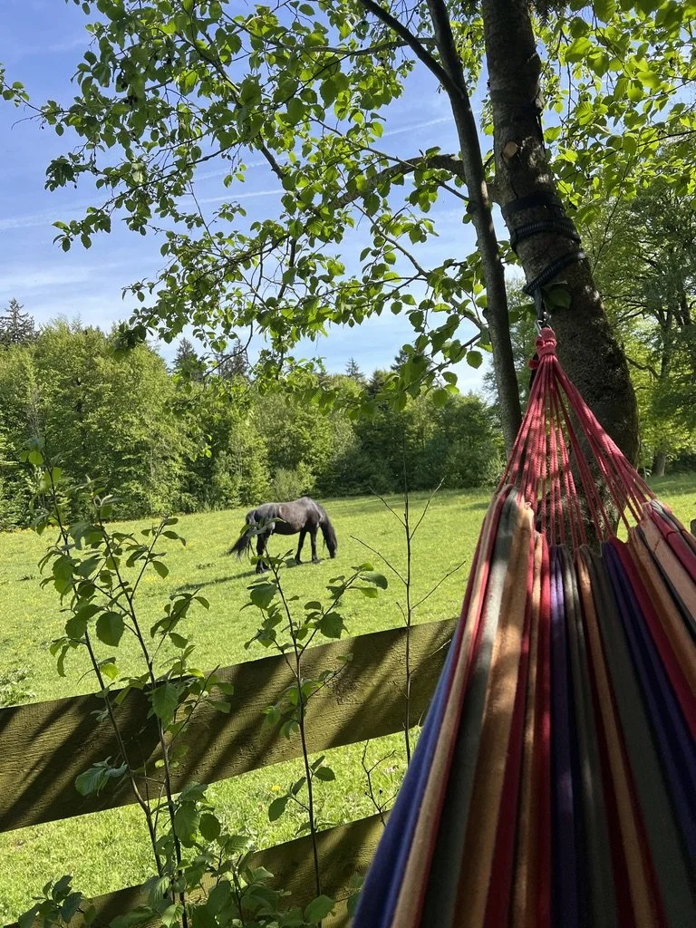 Ein Hängesessel in einem Garten unter Bäumen, mit grasbewachsenem Feld und einem schwarzen Pferd im Hintergrund bei sonnigem Wetter.