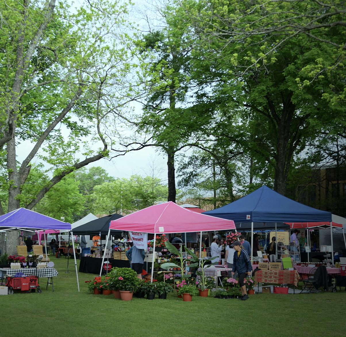 Outdoor farmers market with colorful tents, flower pots, and people shopping on a grassy area surrounded by green trees.