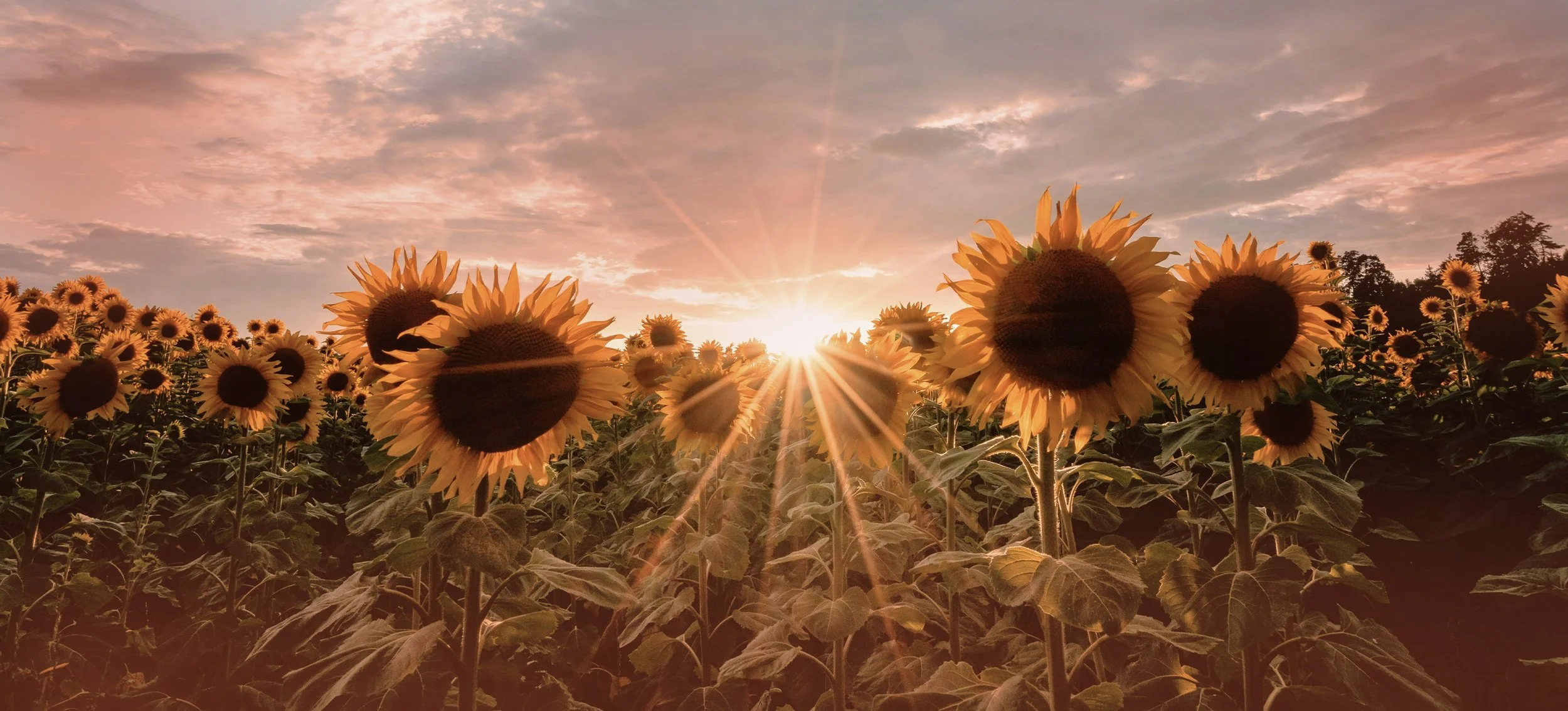 Sunflowers in a field during sunset with sun rays and a partly cloudy sky.