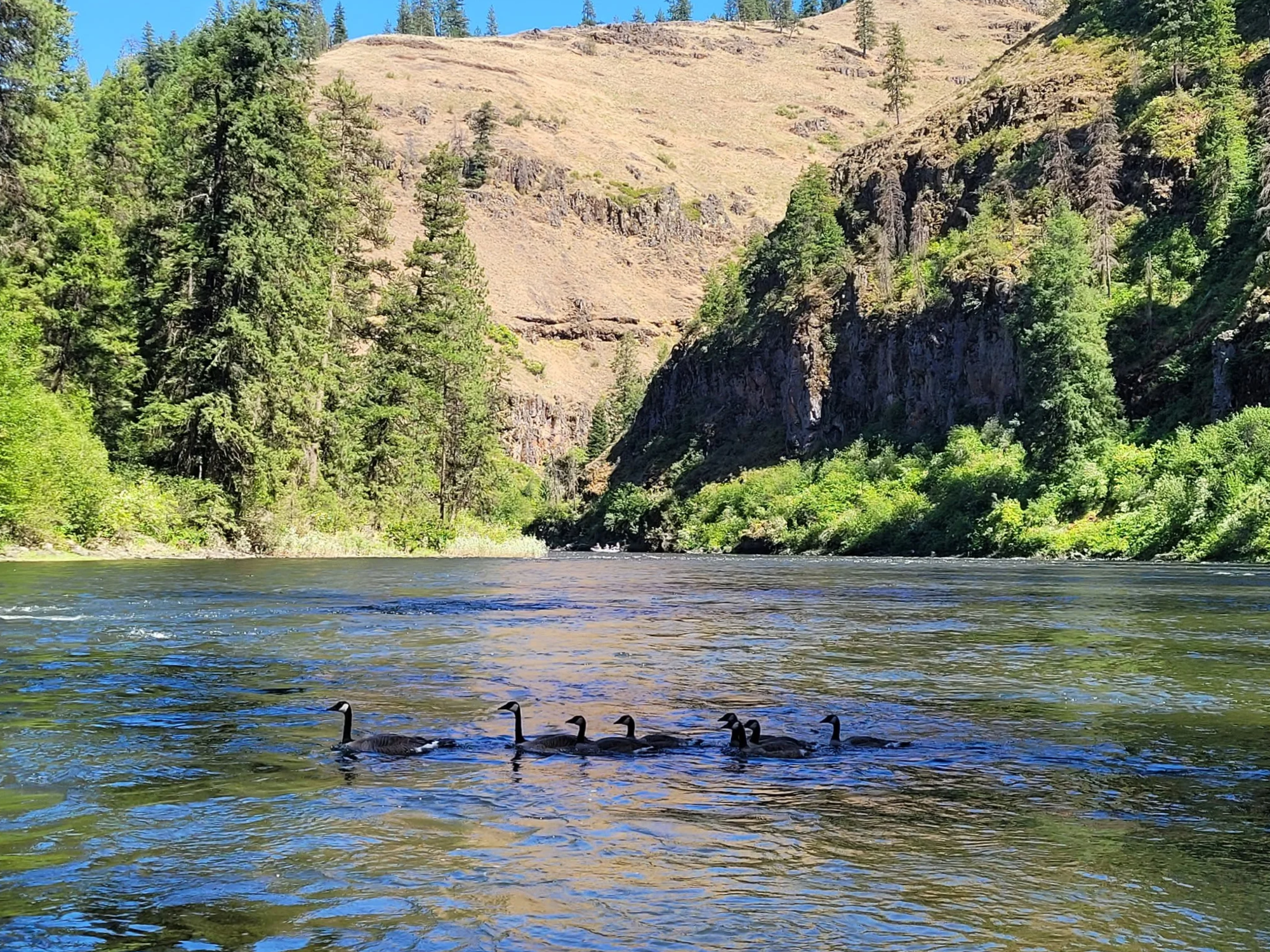 A river flowing through a green canyon with pine trees and rocky cliffs, under a clear blue sky.