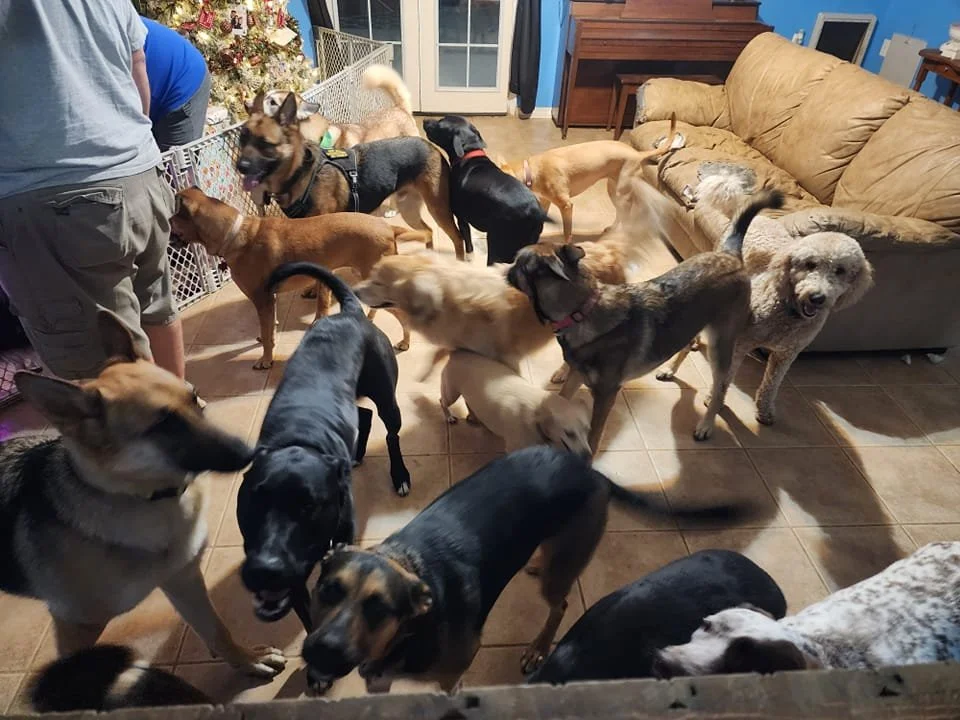 A living room filled with many dogs of different breeds and sizes, some playing, some standing, and some lying on the floor, with a person standing near a baby gate.