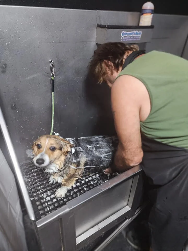 A woman bathes a small dog in a stainless steel grooming station. The dog is covered with soap and looking at the camera. The woman is leaning over the station, washing the dog.