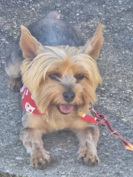 Smiling small Yorkshire Terrier dog with a red bandana sitting on a paved surface.
