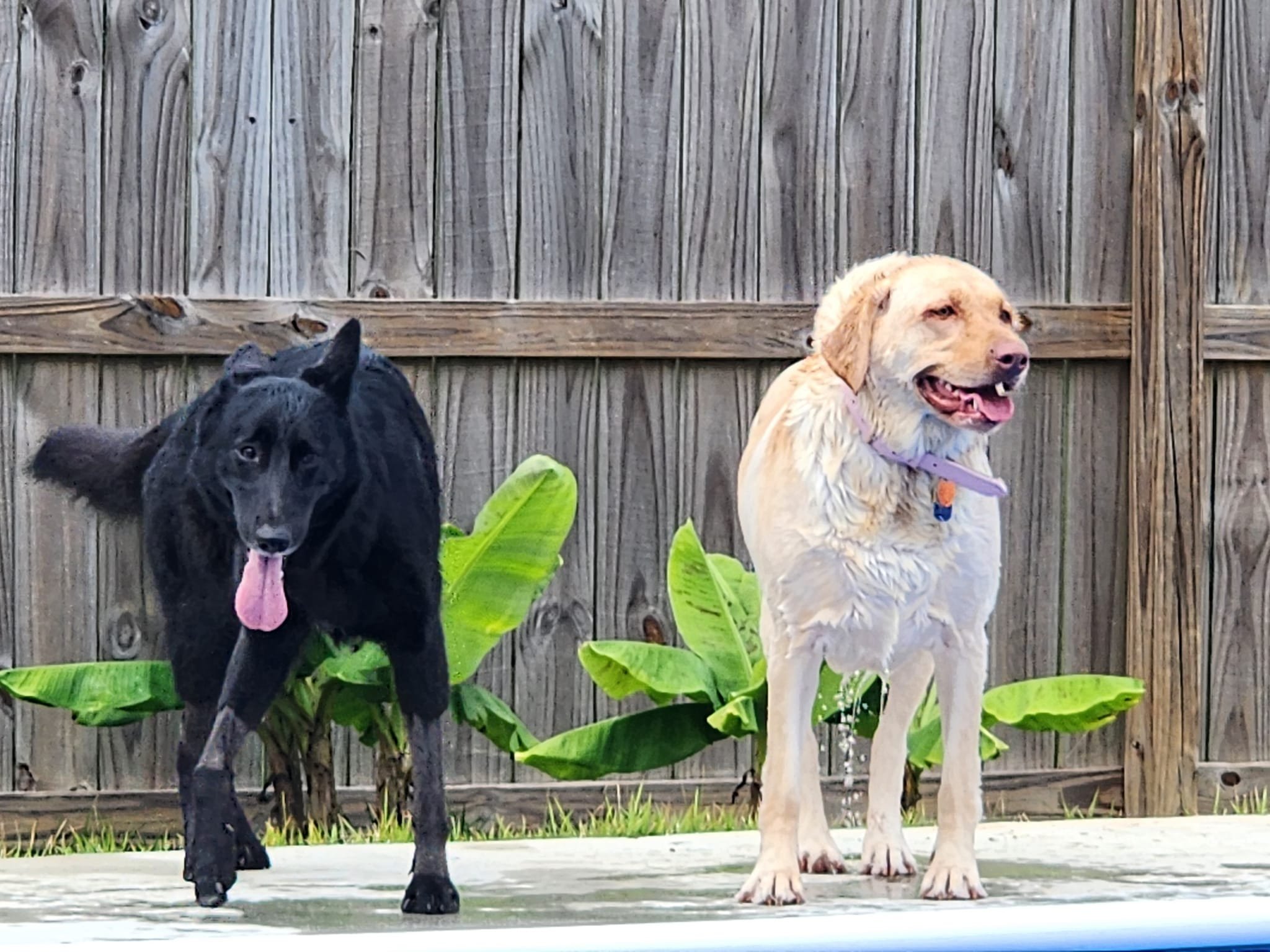 Two dogs, a black mixed breed with large ears and a yellow Labrador, standing on a surface near a wooden fence with green plants in the background.