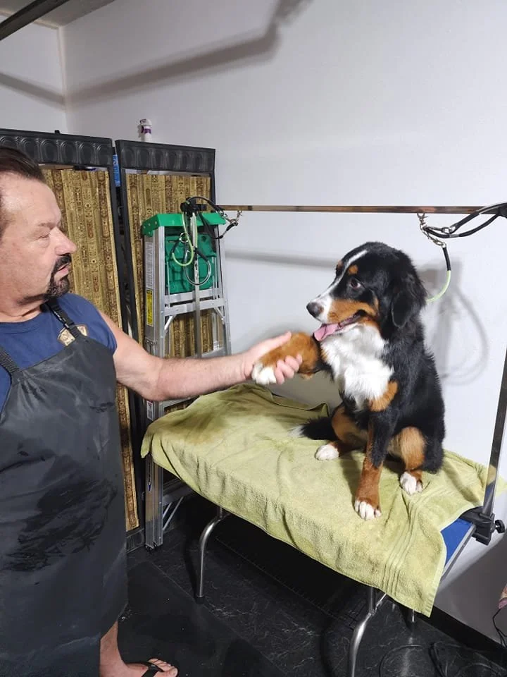 A dog sitting on a grooming table with a green towel, being groomed or examined by a man in an apron in a pet grooming salon.