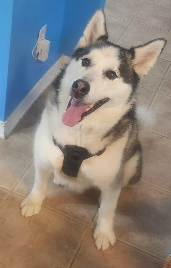A happy Siberian Husky sitting on tiled floor indoors, tongue out, one ear upright, wearing a black collar.