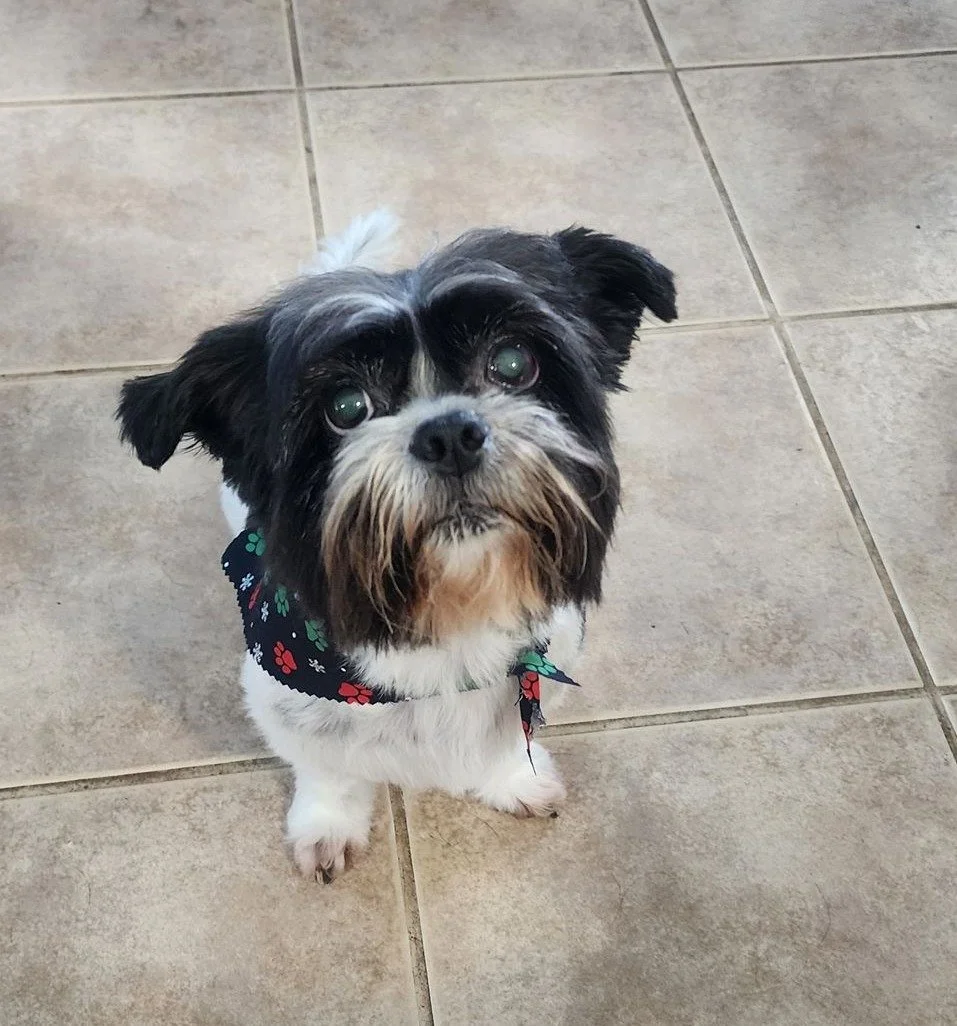 A small black and white dog with a colorful paw print bandana, standing on a tiled floor and looking up at the camera.