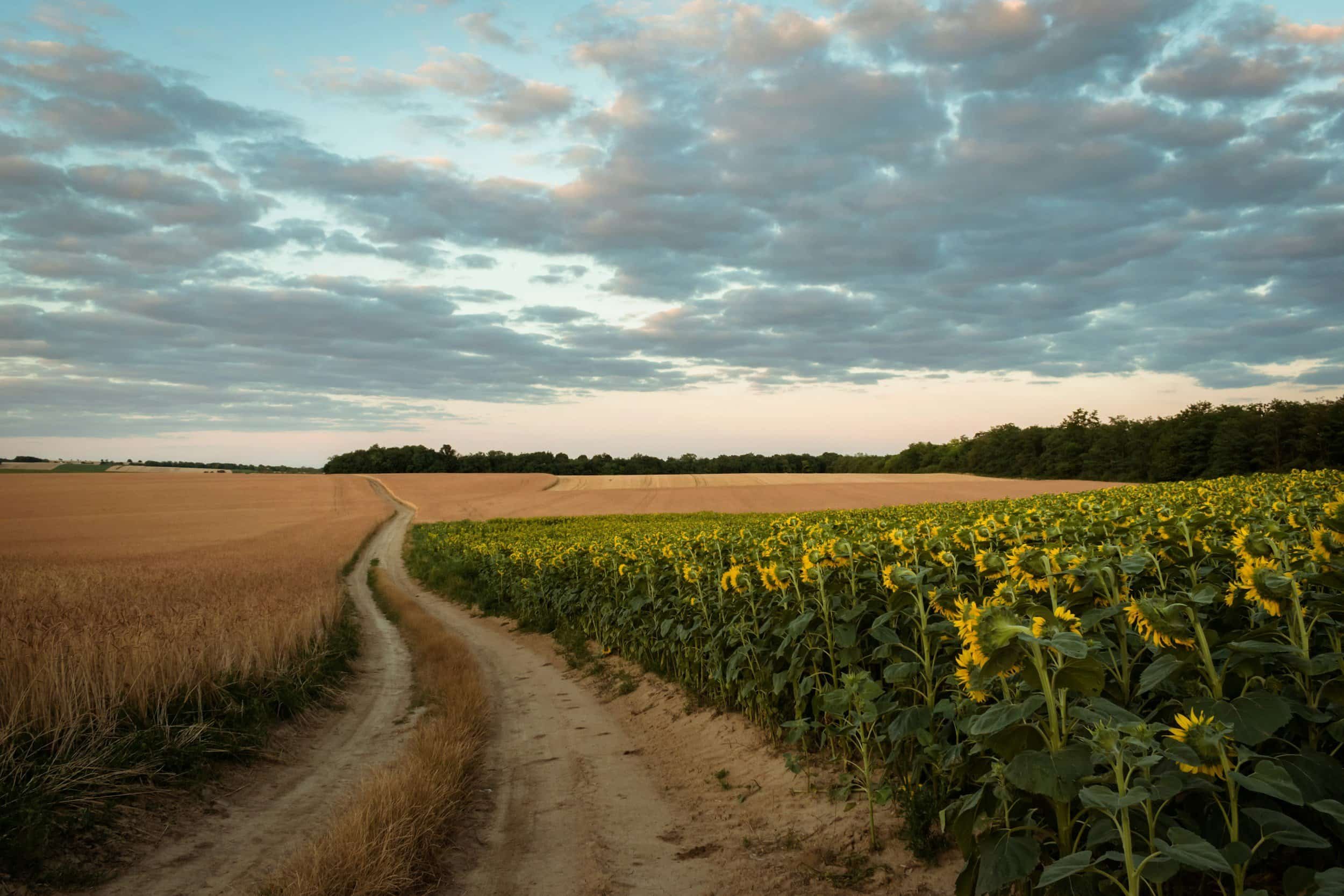 A rural landscape showing a dirt road running between a field of wheat and a field of sunflowers, with a line of trees in the background under a partly cloudy sky.