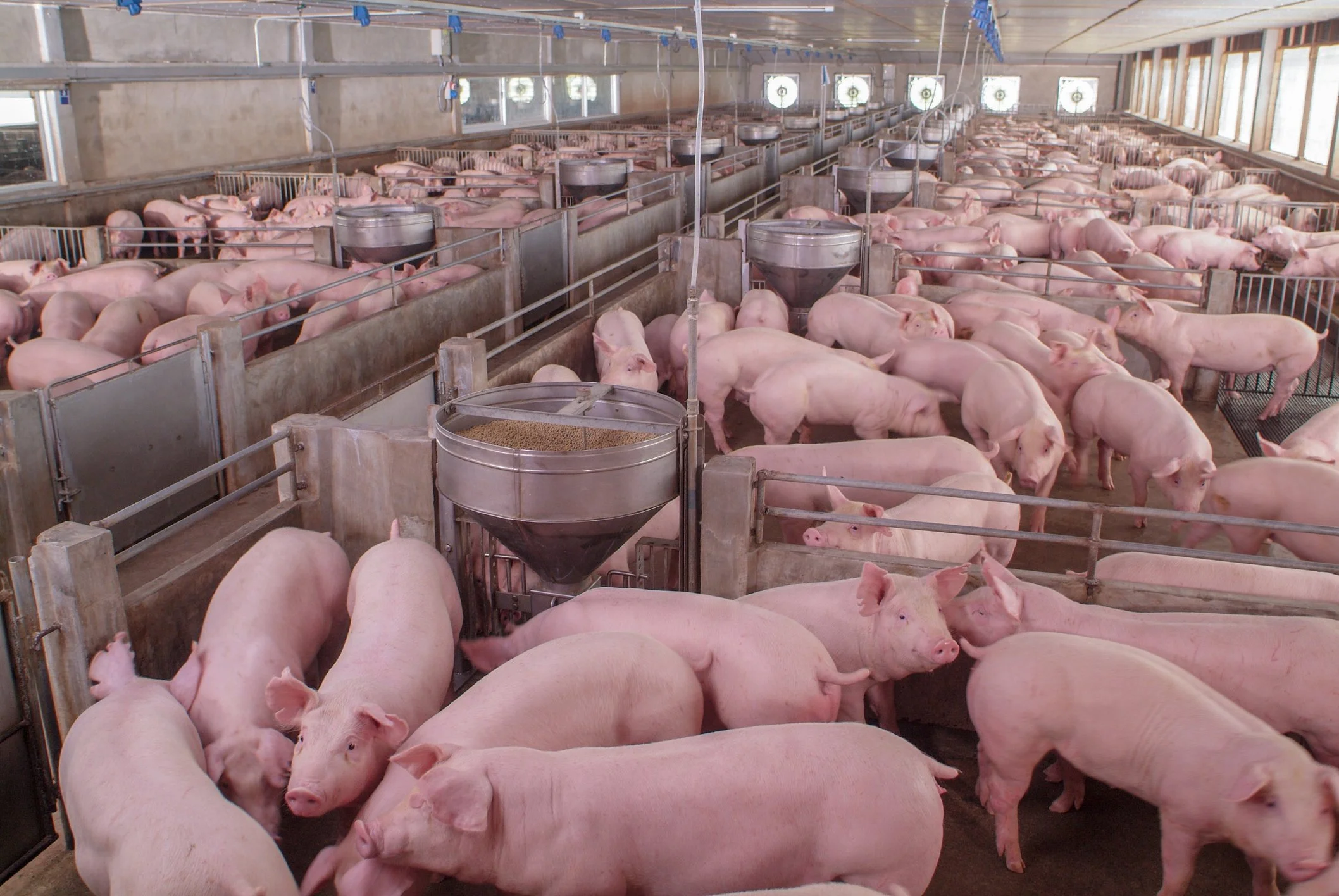 Indoor pig farm with many pink pigs in pens, feeding troughs, and ventilation fans