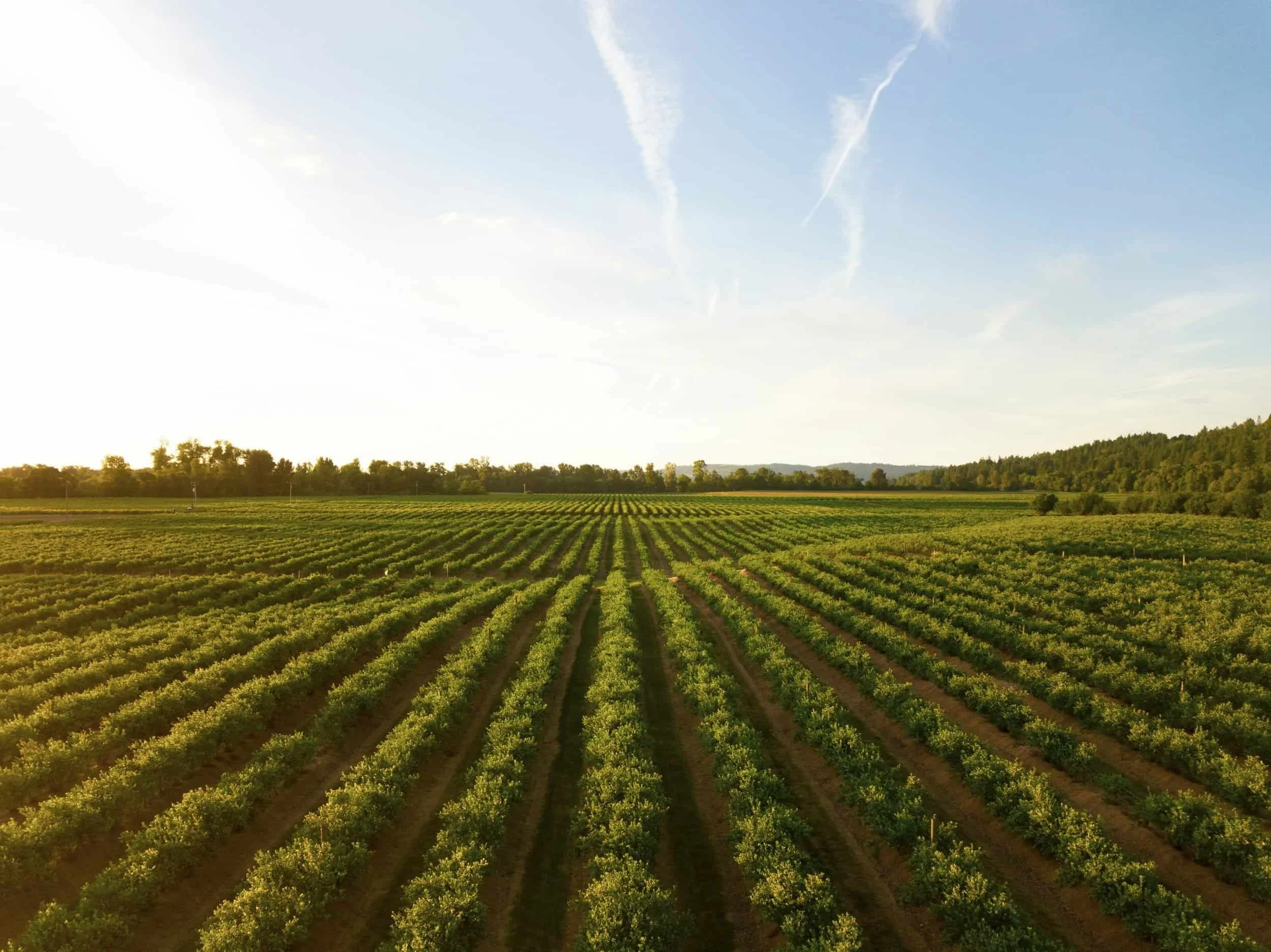 Agricultural field with well-maintained rows of green crops under a bright sky with some clouds and aircraft contrails.