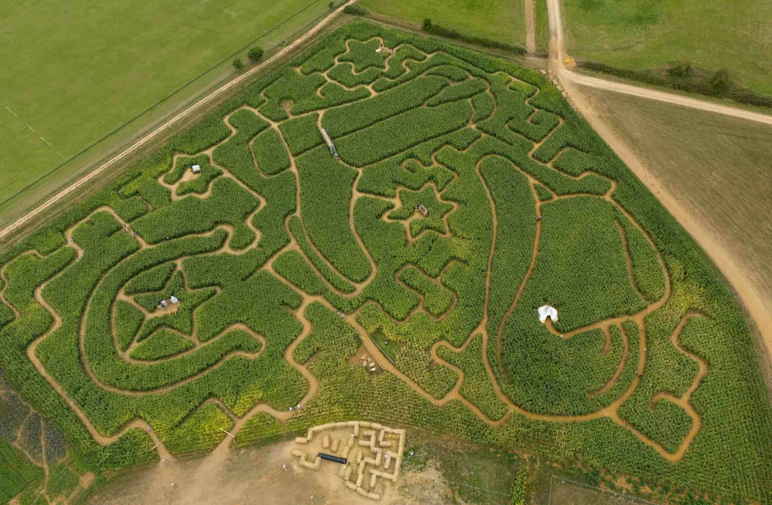 Corn field organized into a corn maze