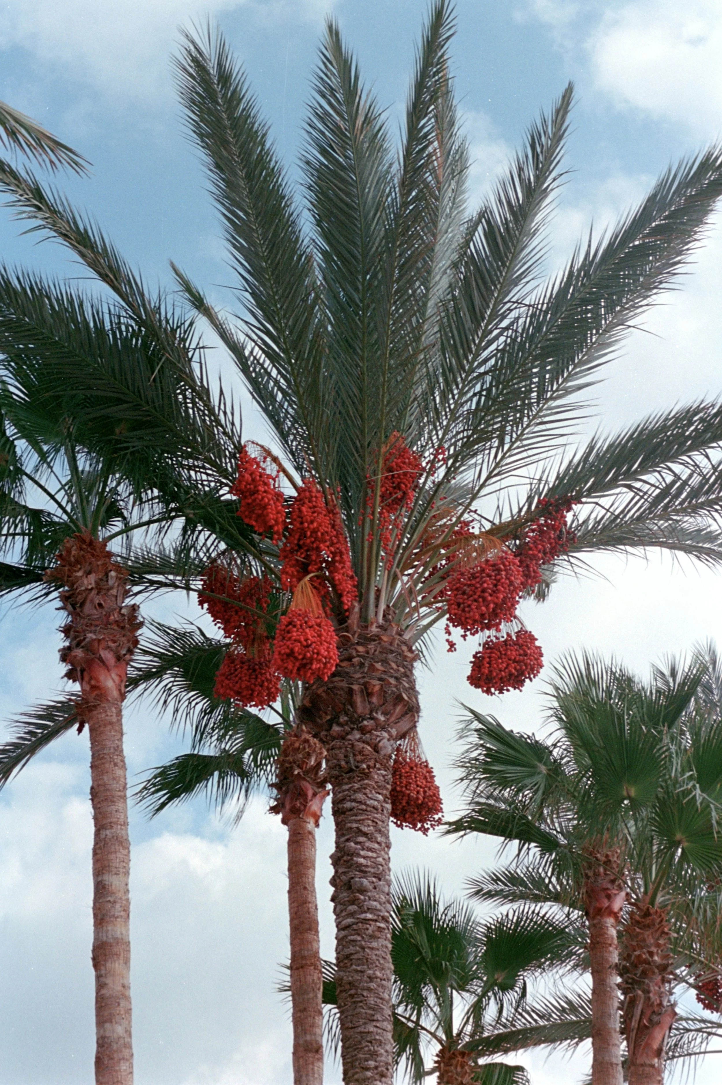 atwi_datepalm - Dahlia Atwi (Dee).jpg