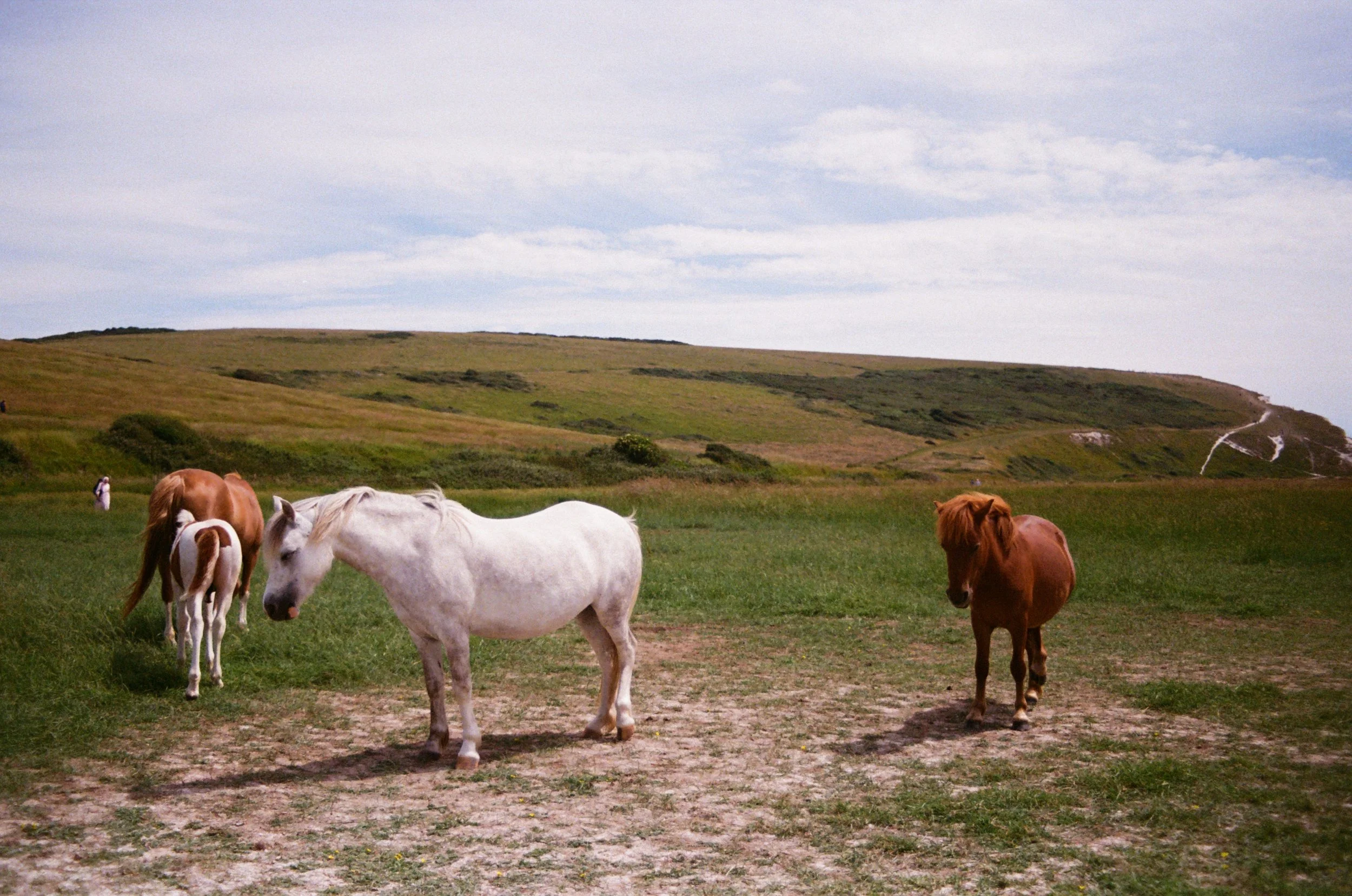 Ghamlooch_Horses - Amal Ghamlooch.jpg