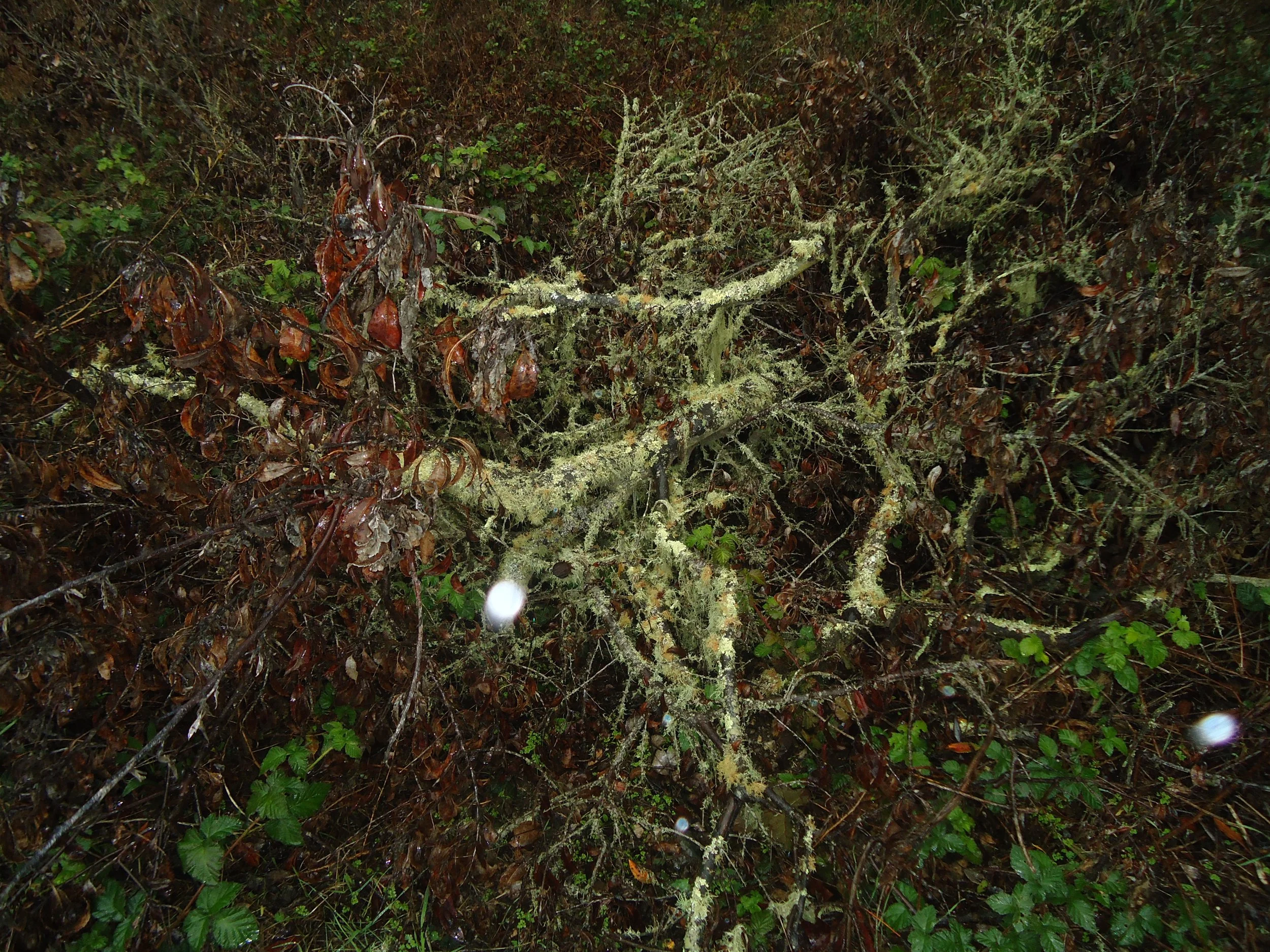 In the Brush