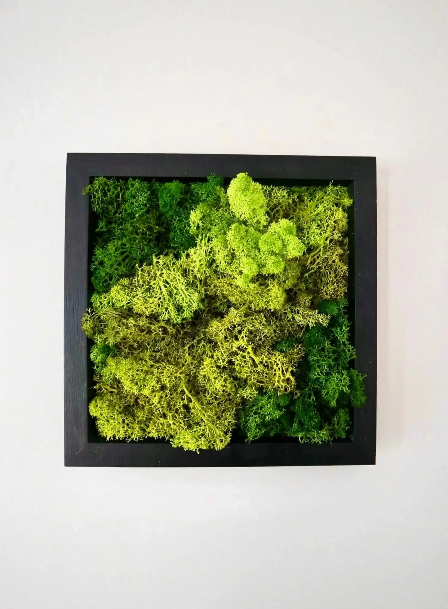 Square preserved moss artwork in a black frame with mixed moss textures