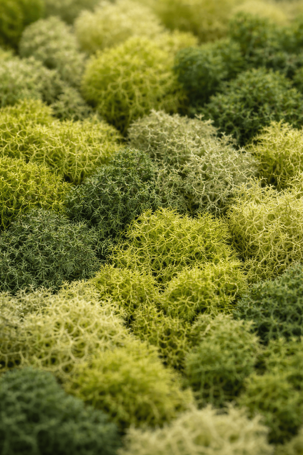 Close up of preserved reindeer moss in different shades of green used in moss artwork