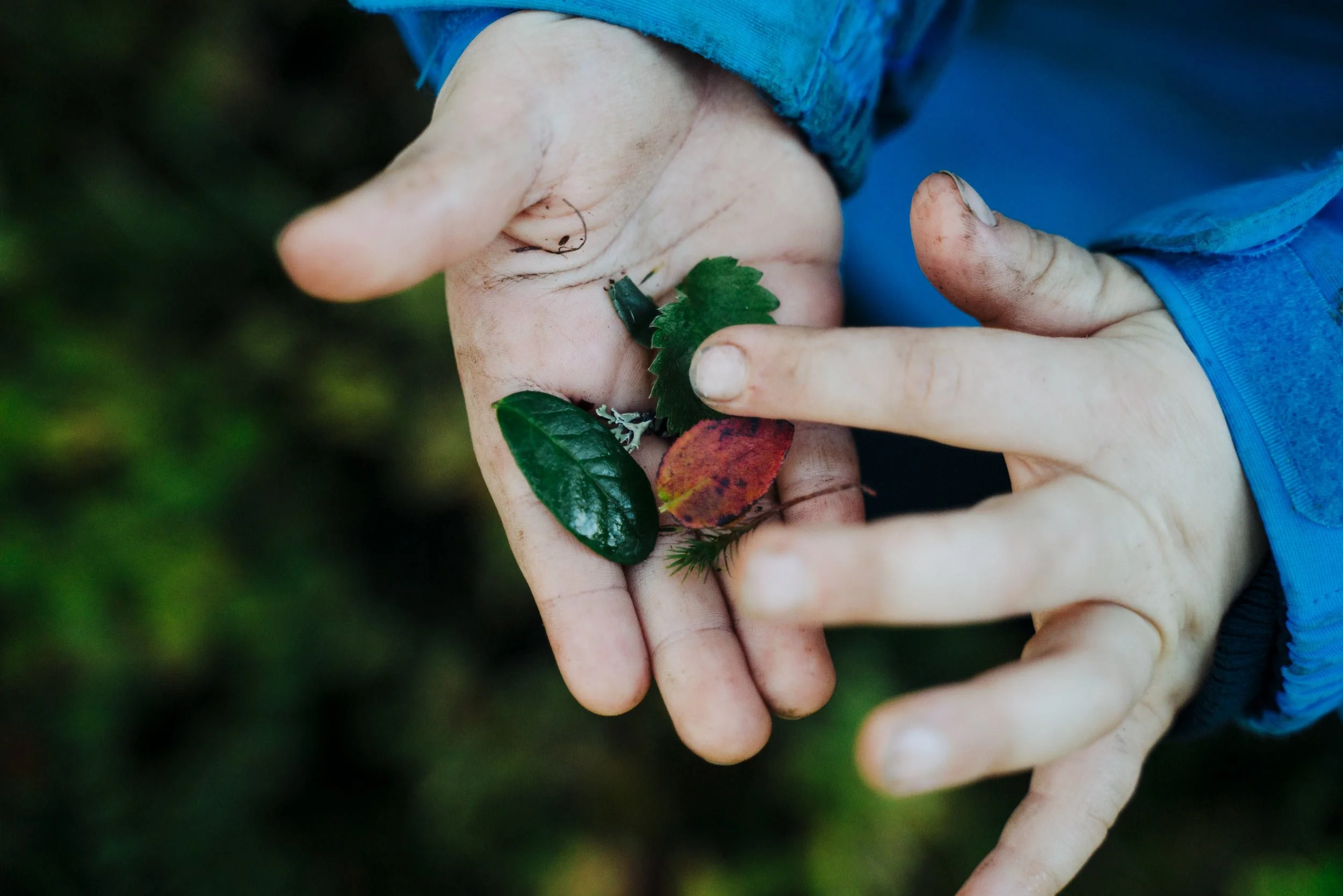 Close-up of a person's hands holding green and red leaves, with some dirt on their fingers and nails, wearing a blue sleeve.