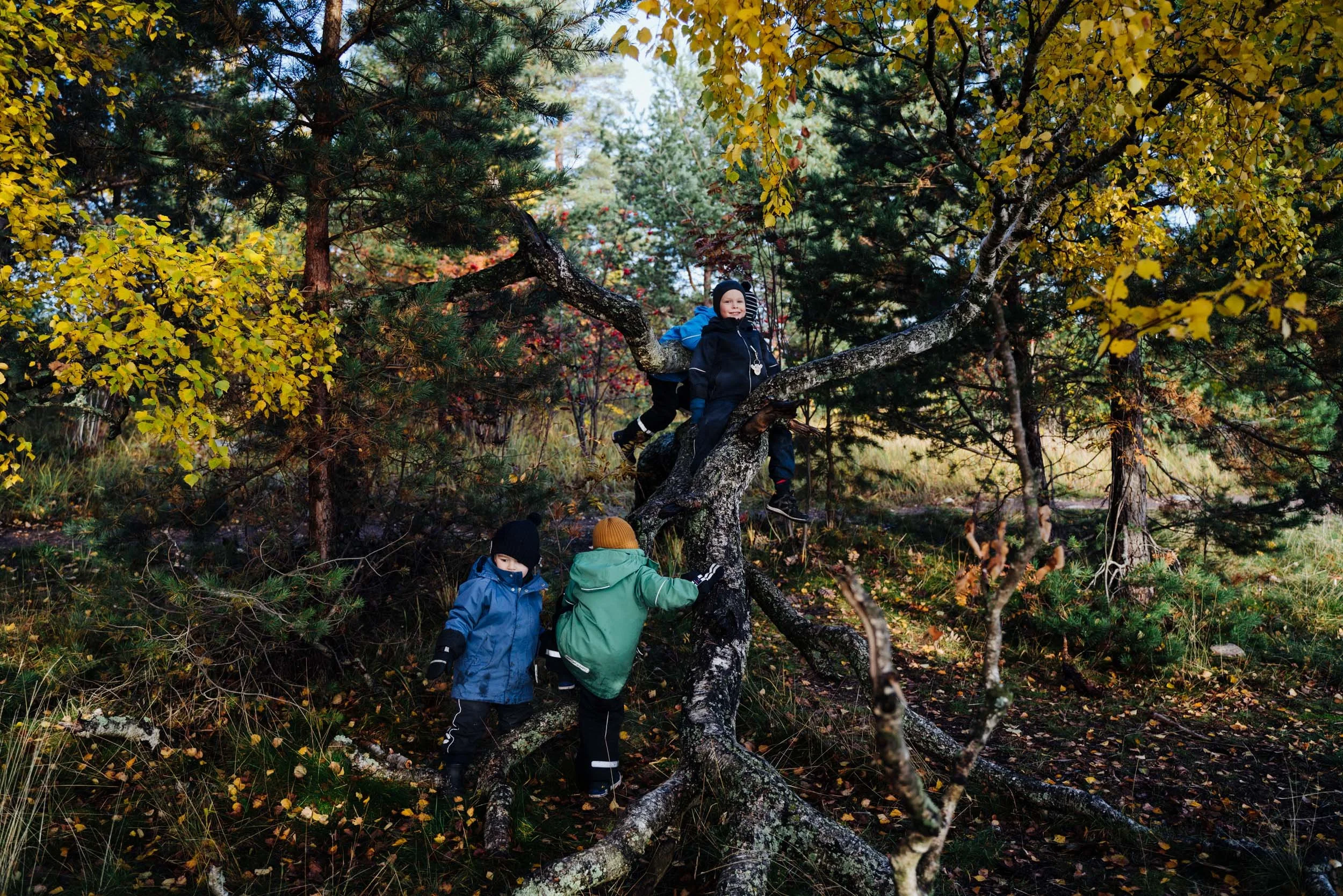 Children playing in a forested area, climbing a large tree with yellow and green leaves during fall.