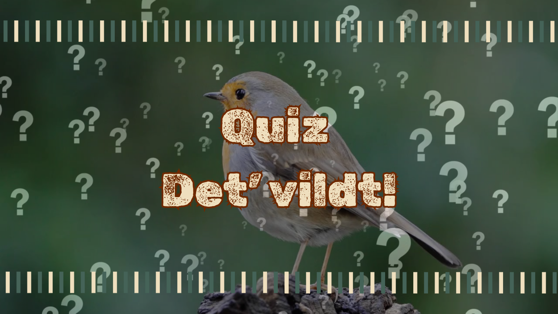 Quiz - Det’ vildt