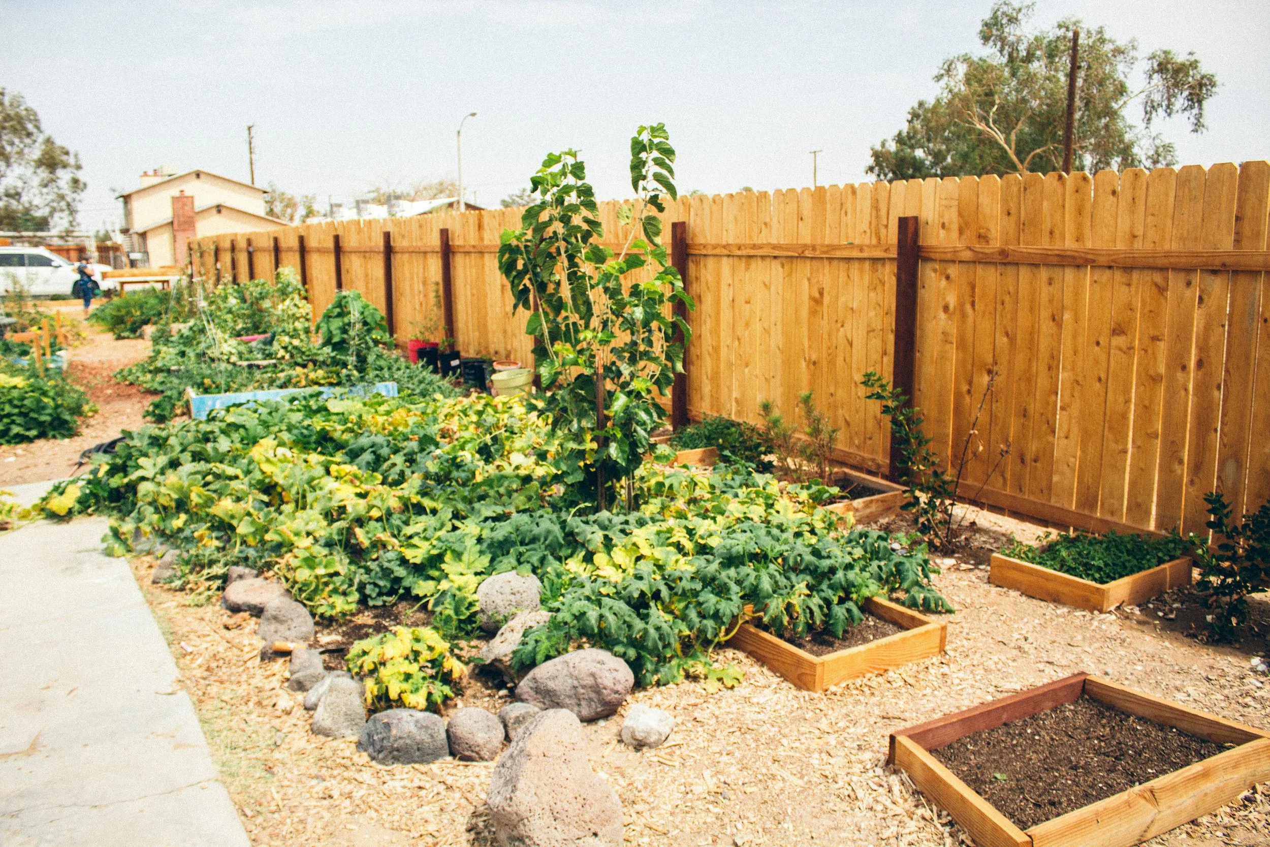 A backyard vegetable garden with various plants, some in raised wooden beds, bordered by a wooden fence, with a house and trees in the background.