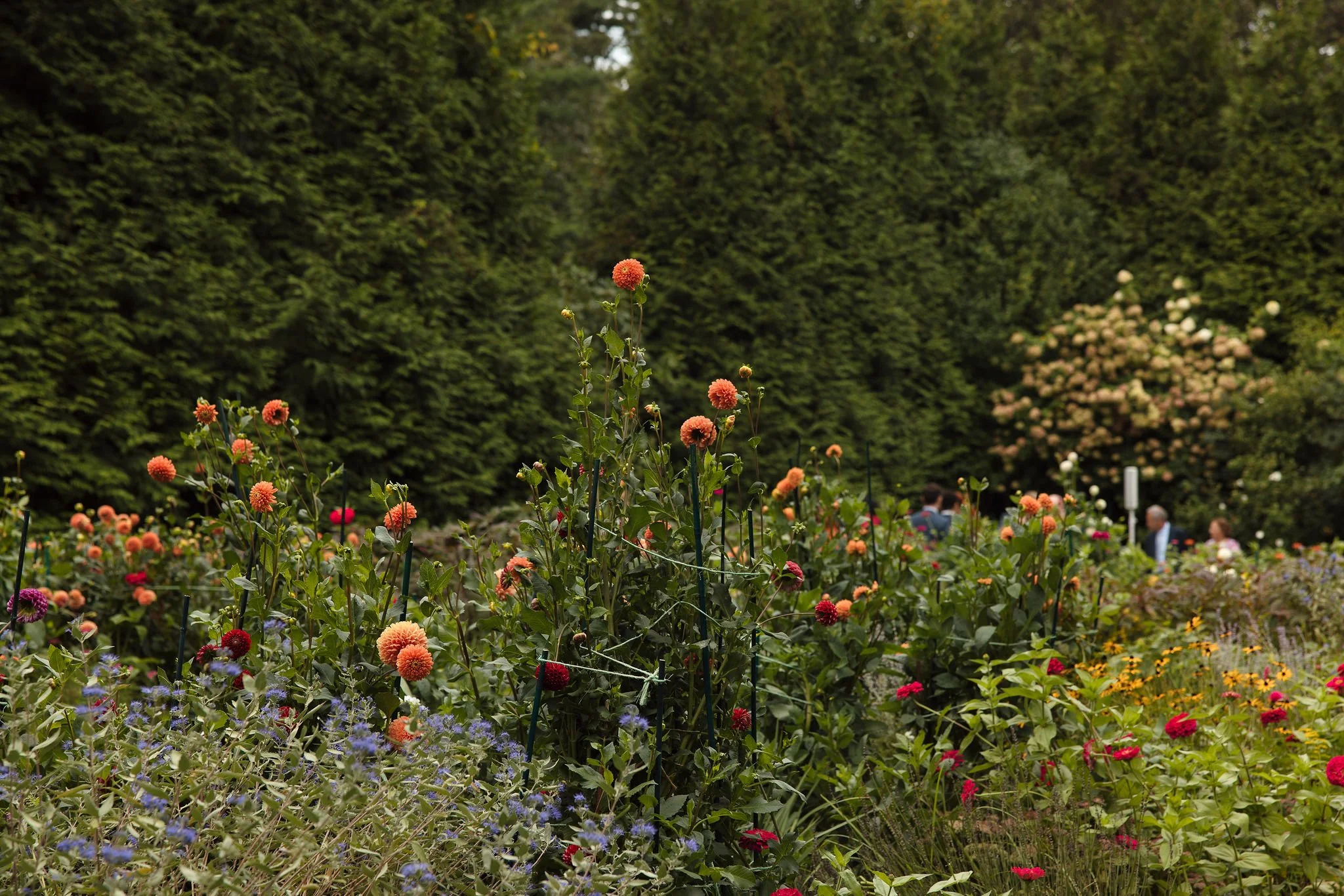 Flowers and greenery at the English garden at Lambert's Cove Inn on Martha's Vineyard with people in the background.