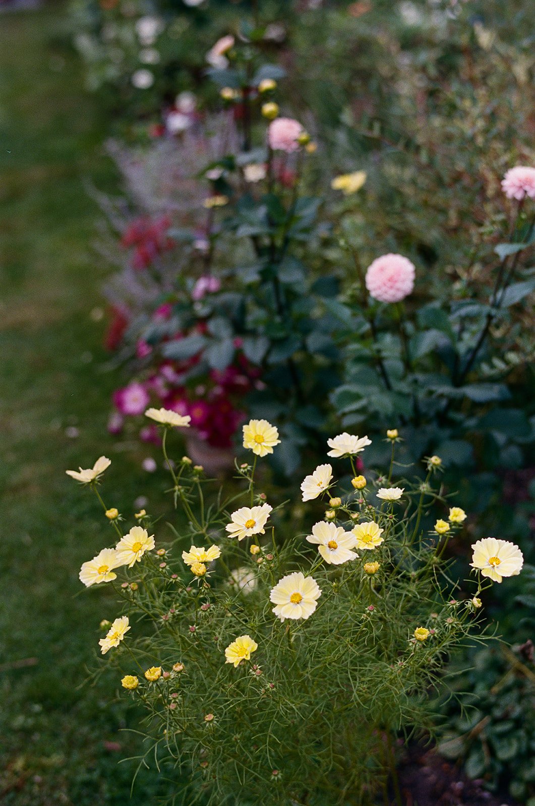 A close-up view of yellow and white small flowers with green feathery leaves, in a garden with blurred pink and red flowers in the background at Lambert's Cove Inn on Martha's Vineyard.
