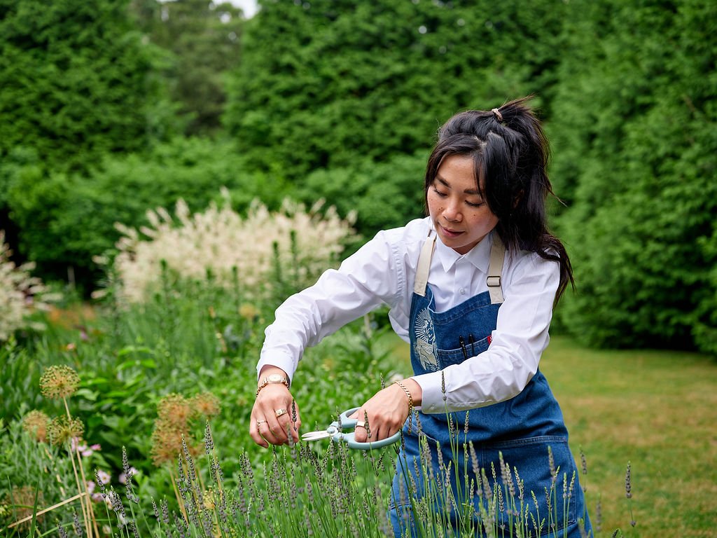 A chef in a white shirt and blue apron is trimming lavender flowers in a lush garden at Restaurant Foster at Lambert's Cove Inn on Martha's Vineyard.