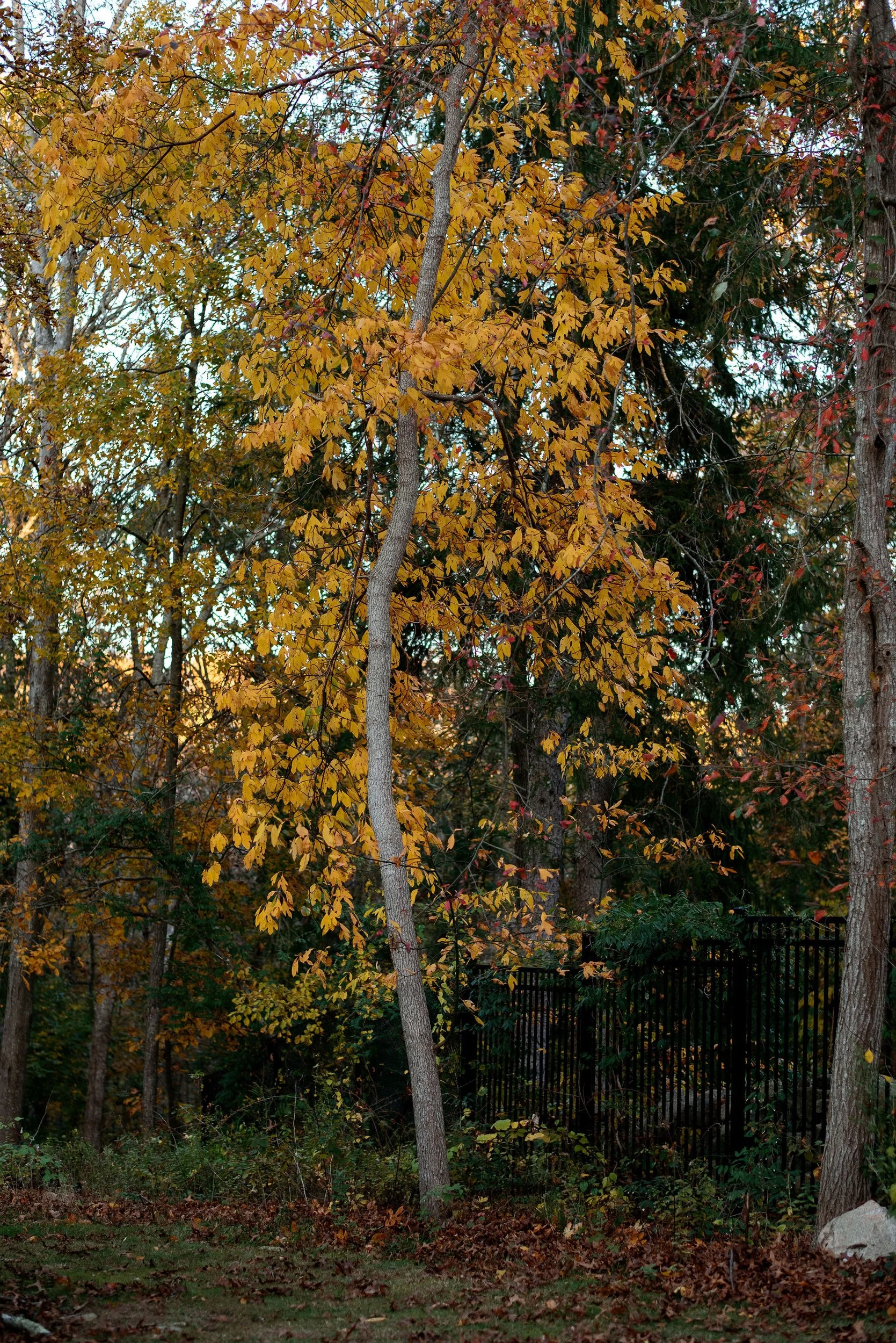 Autumn scene with trees displaying yellow, red, and green leaves, and a black metal fence in the background.