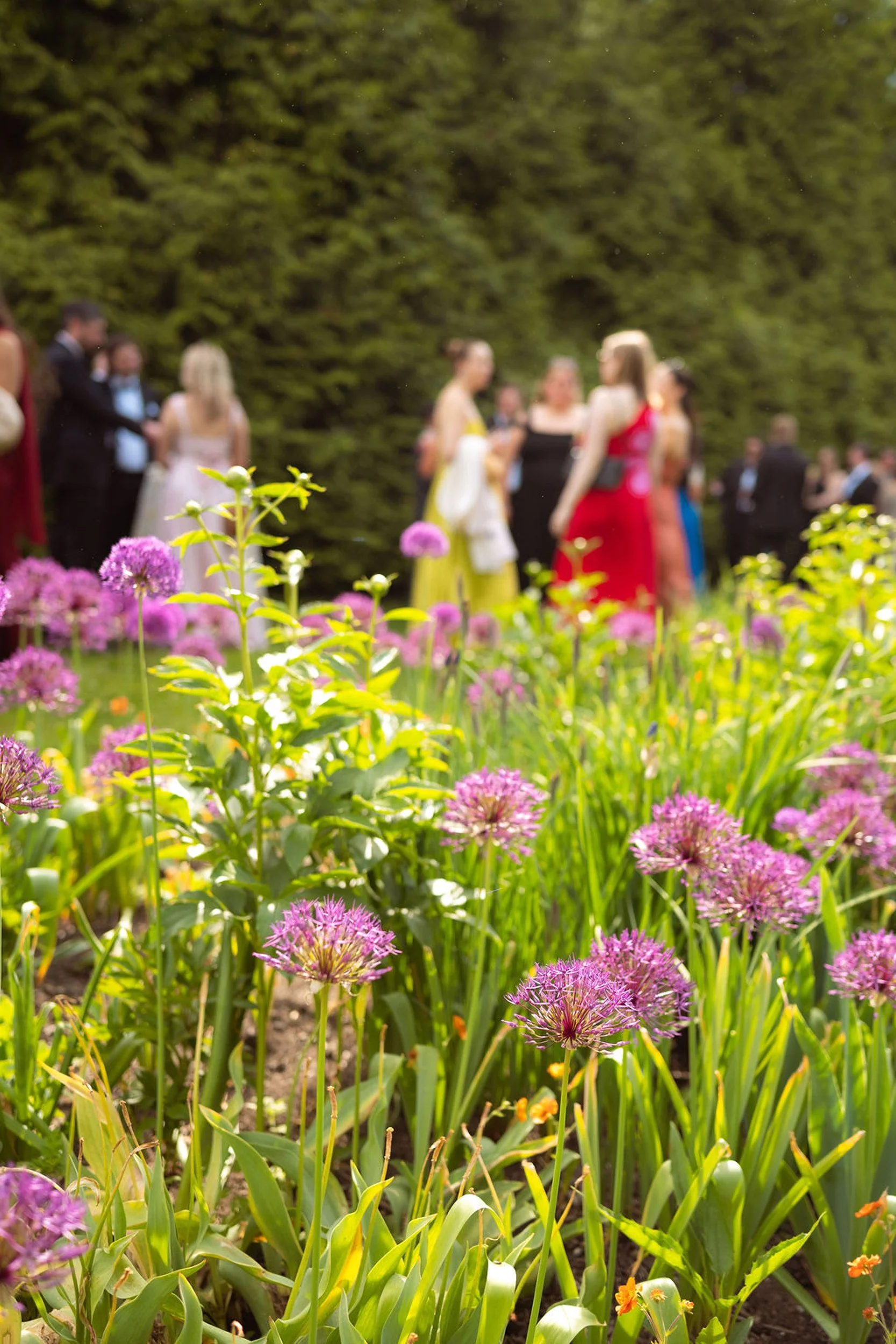 A garden scene with purple allium flowers in the foreground and a group of people dressed in formal attire, blurred in the background amid green trees.