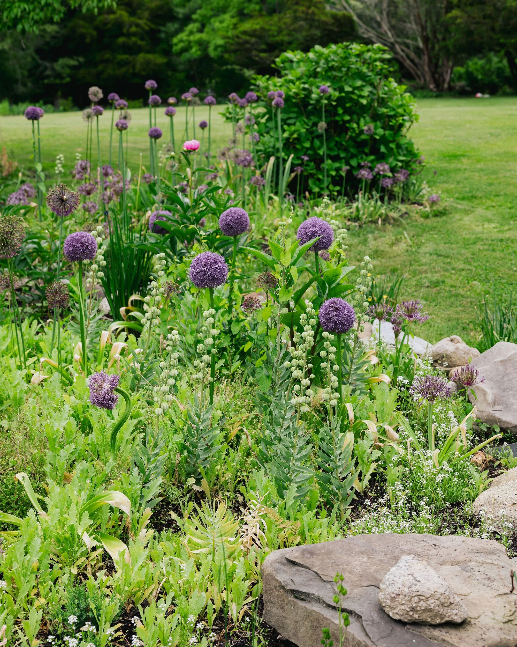 A garden with purple spherical flowers, a pink flower, green shrubs, a grassy lawn, and large rocks along the side.