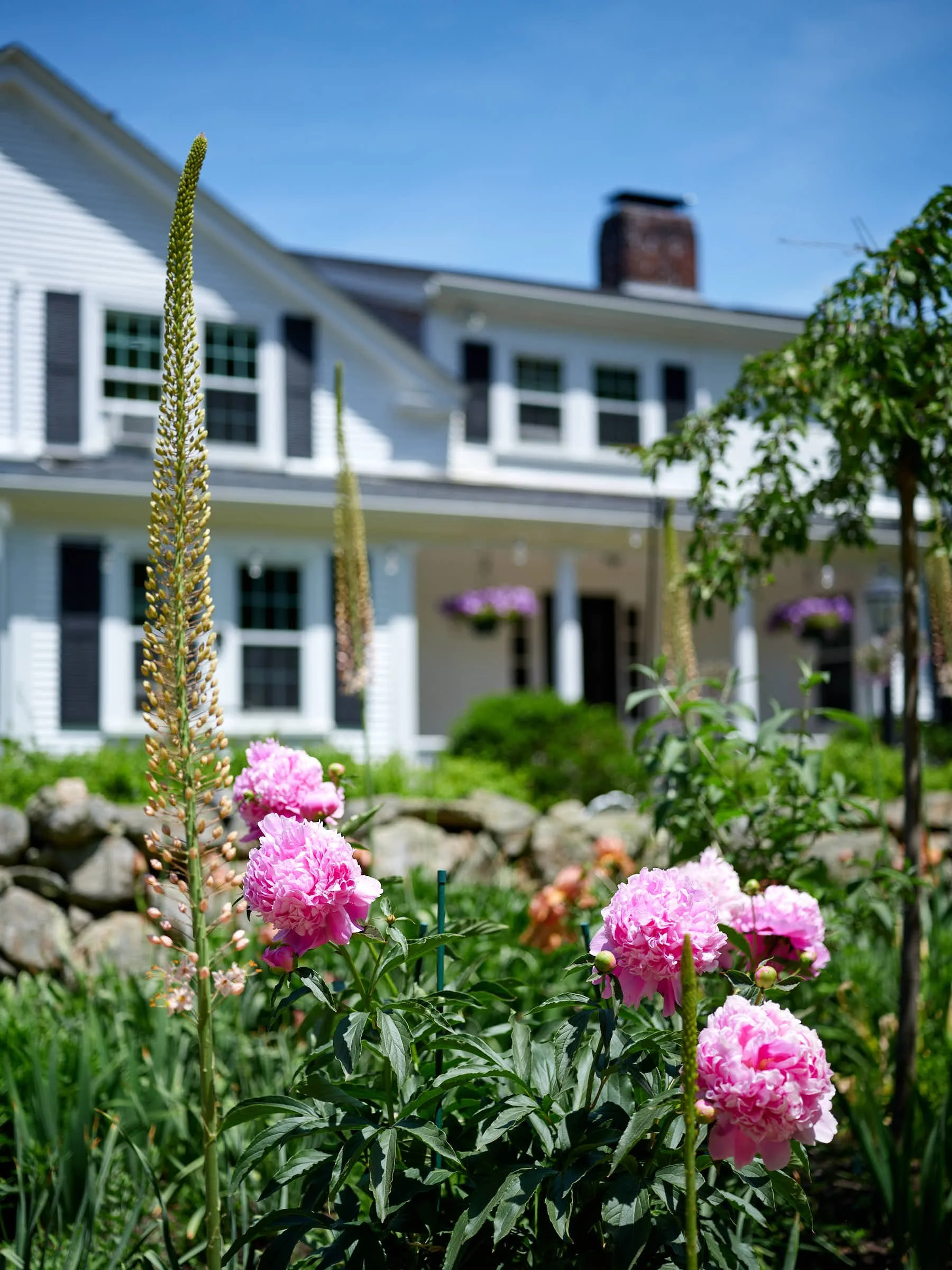 Lambert's Cove Inn with peonies in the foreground