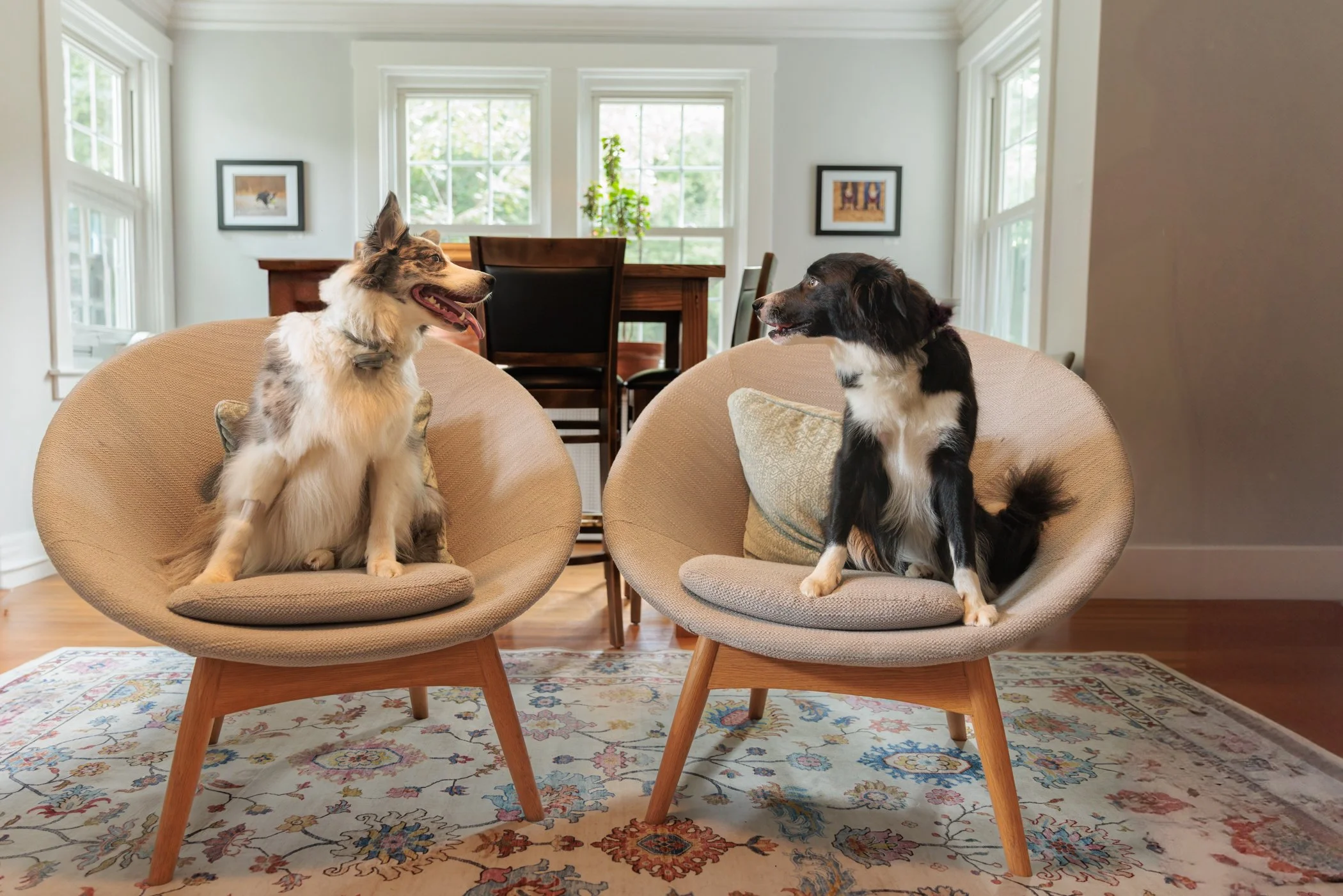 Two dogs sitting on beige lounge chairs in a living room with a patterned rug, wooden dining table, and windows with white frames.