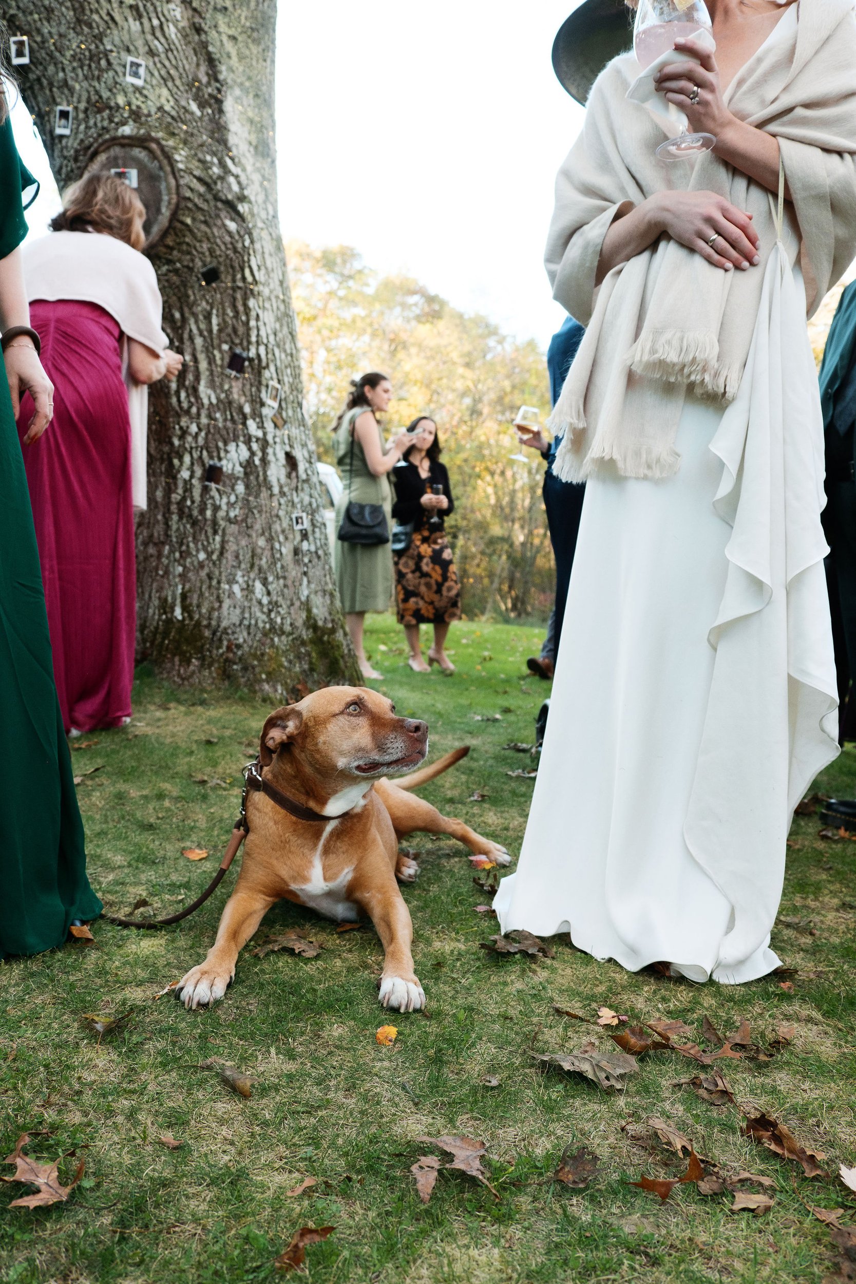 A brown dog with a white chest lying on the grass in a park, with people standing nearby, some holding wine glasses, and a large tree with small photo frames attached to its trunk in the background.