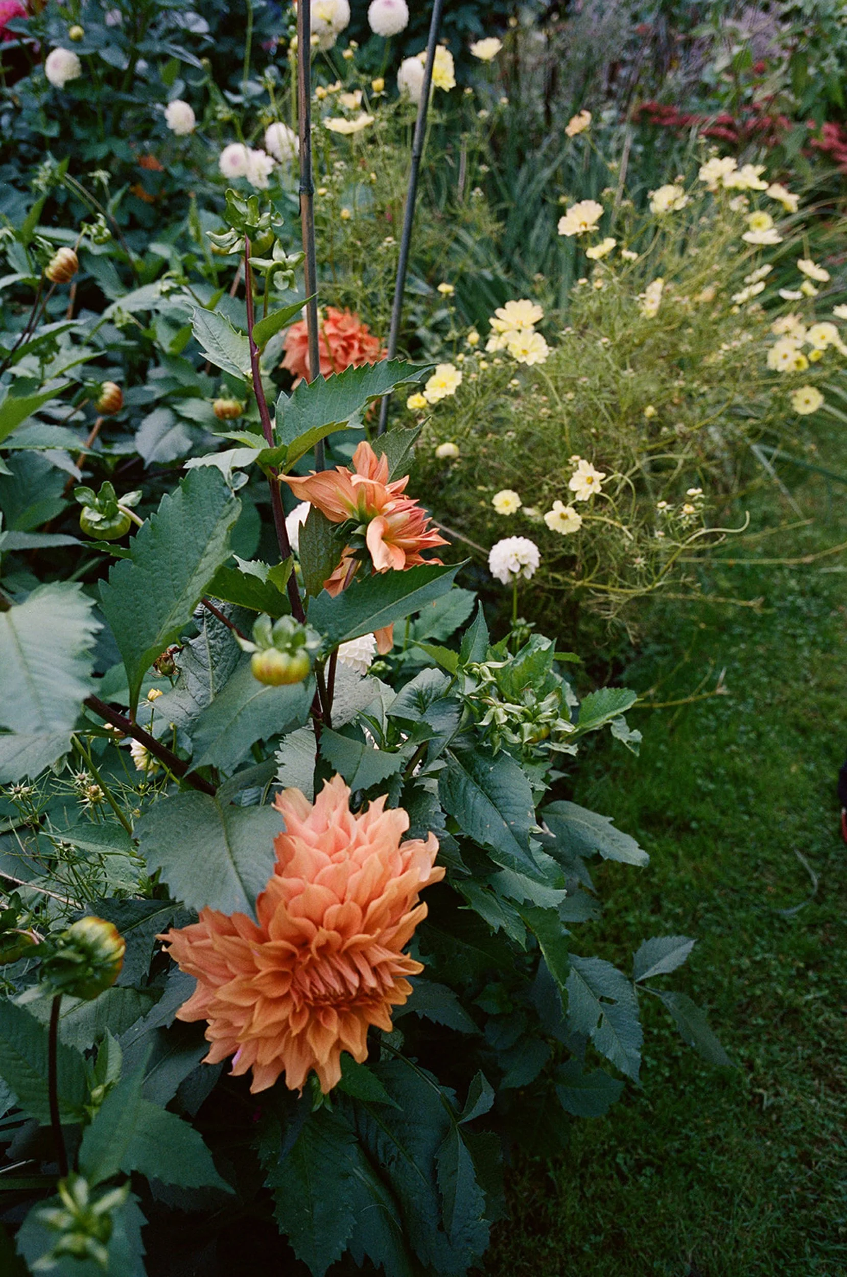 A garden with peach-colored dahlias, white and yellow daisy-like flowers, and various green leaves.