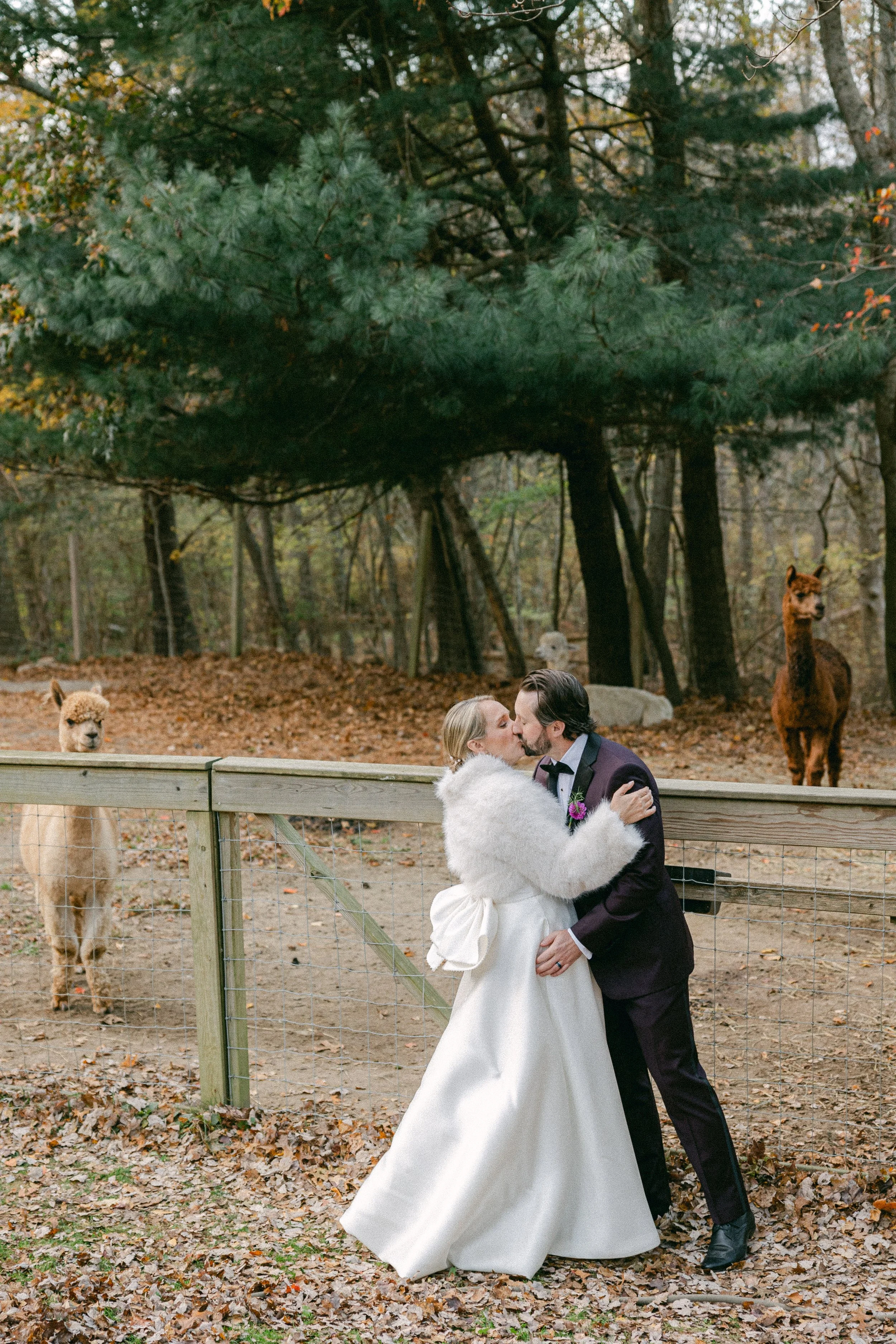 A bride and groom kiss outside in a wooded area, with llamas and alpacas behind a wooden fence, and trees with fall foliage in the background at Lambert's Cove Inn on Martha's Vineyard.