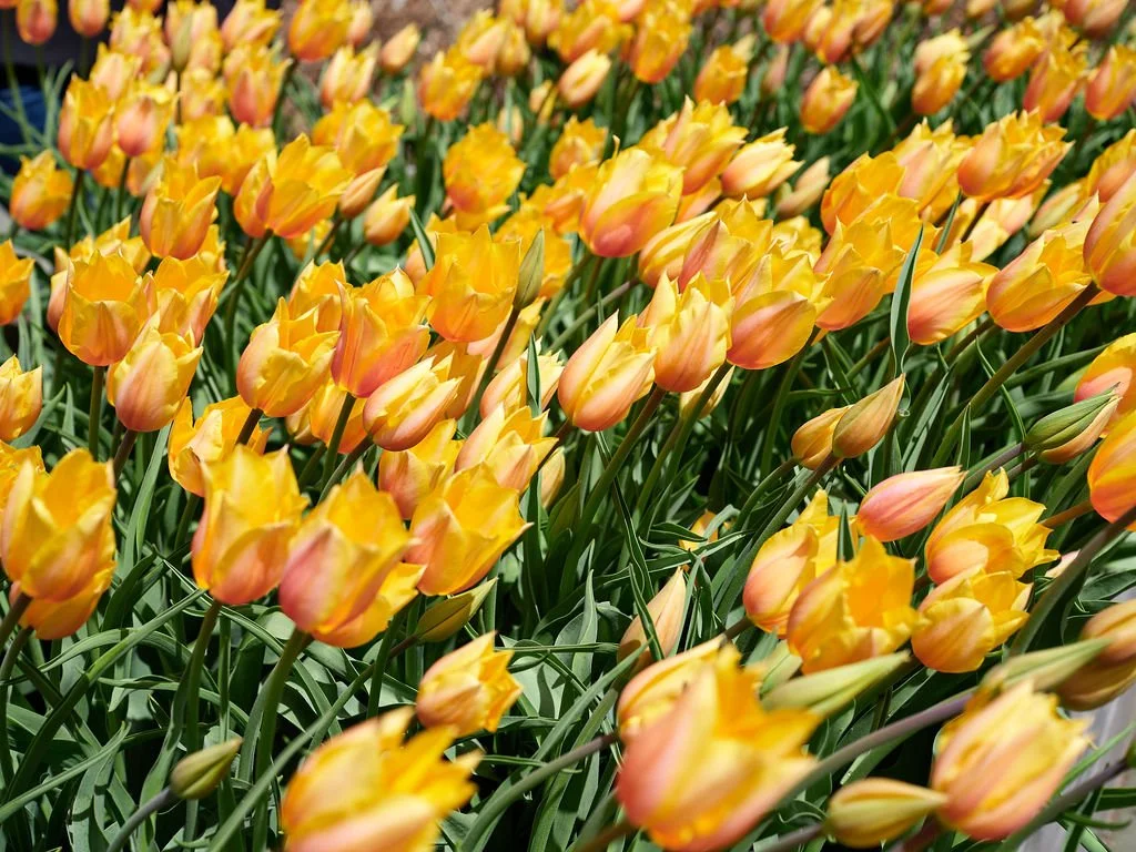 A large field of yellow and pink tulips in bloom.