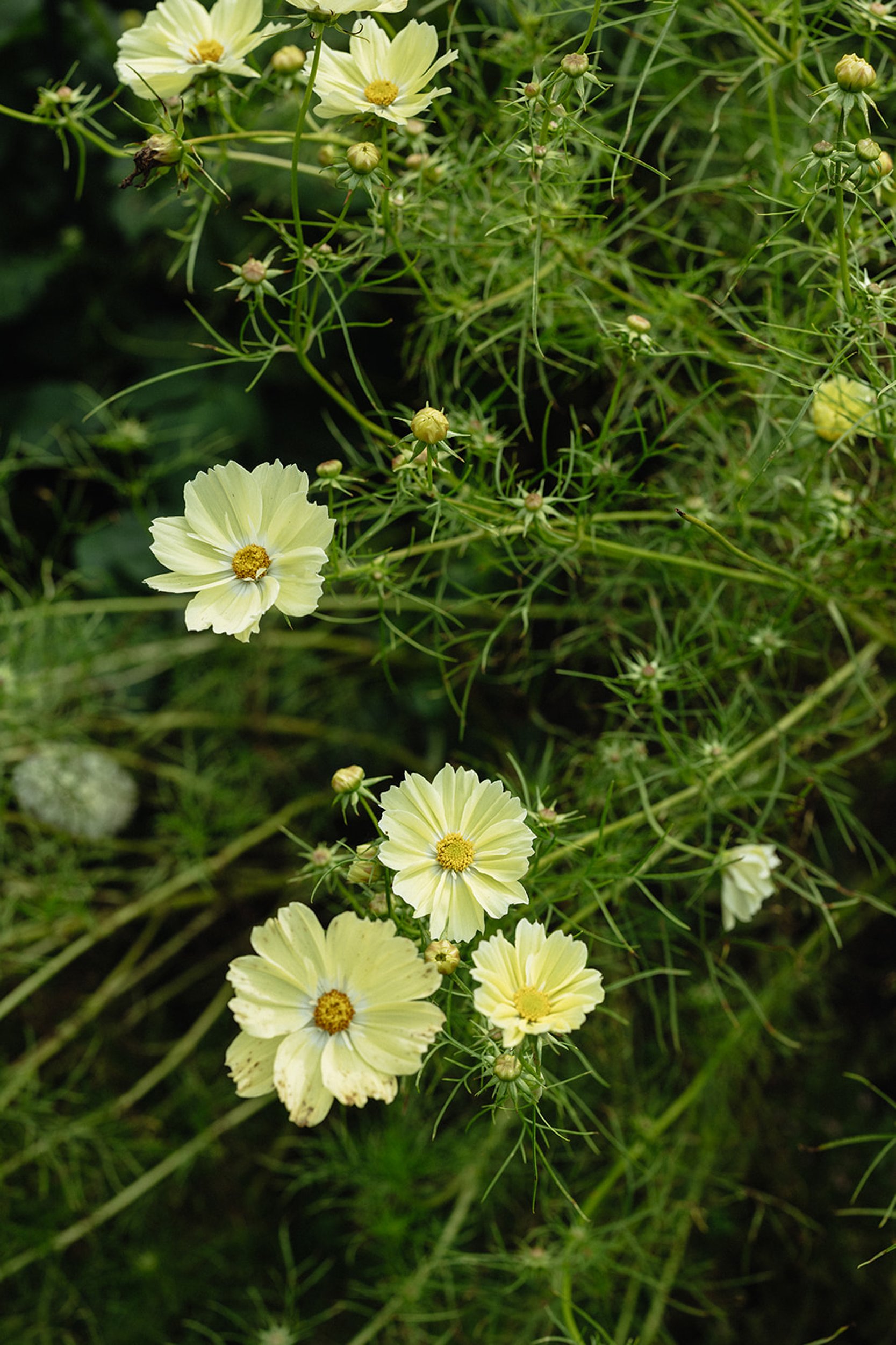 Yellow and white flowers surrounded by green leaves and stems.