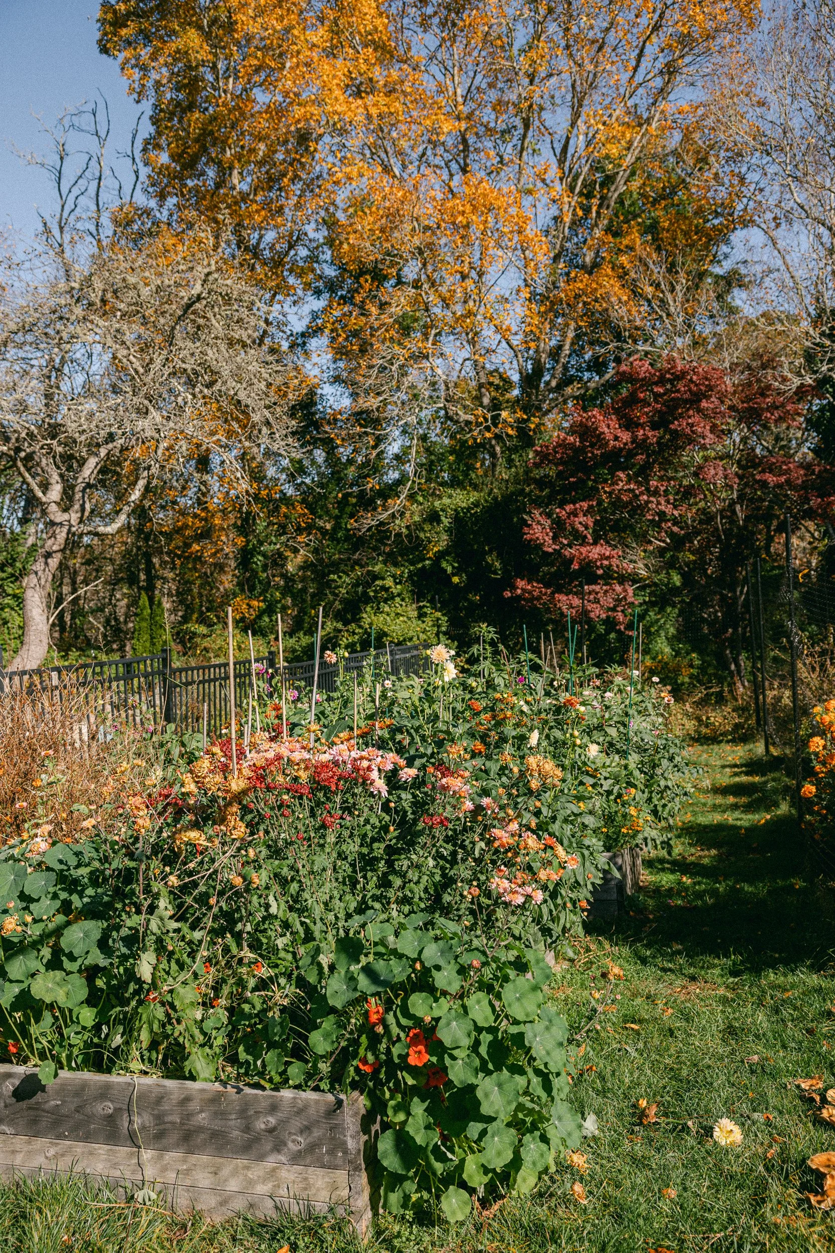 A garden with blooming flowers enclosed by a black metal fence, surrounded by trees with leaves in fall colors of orange, red, and yellow.