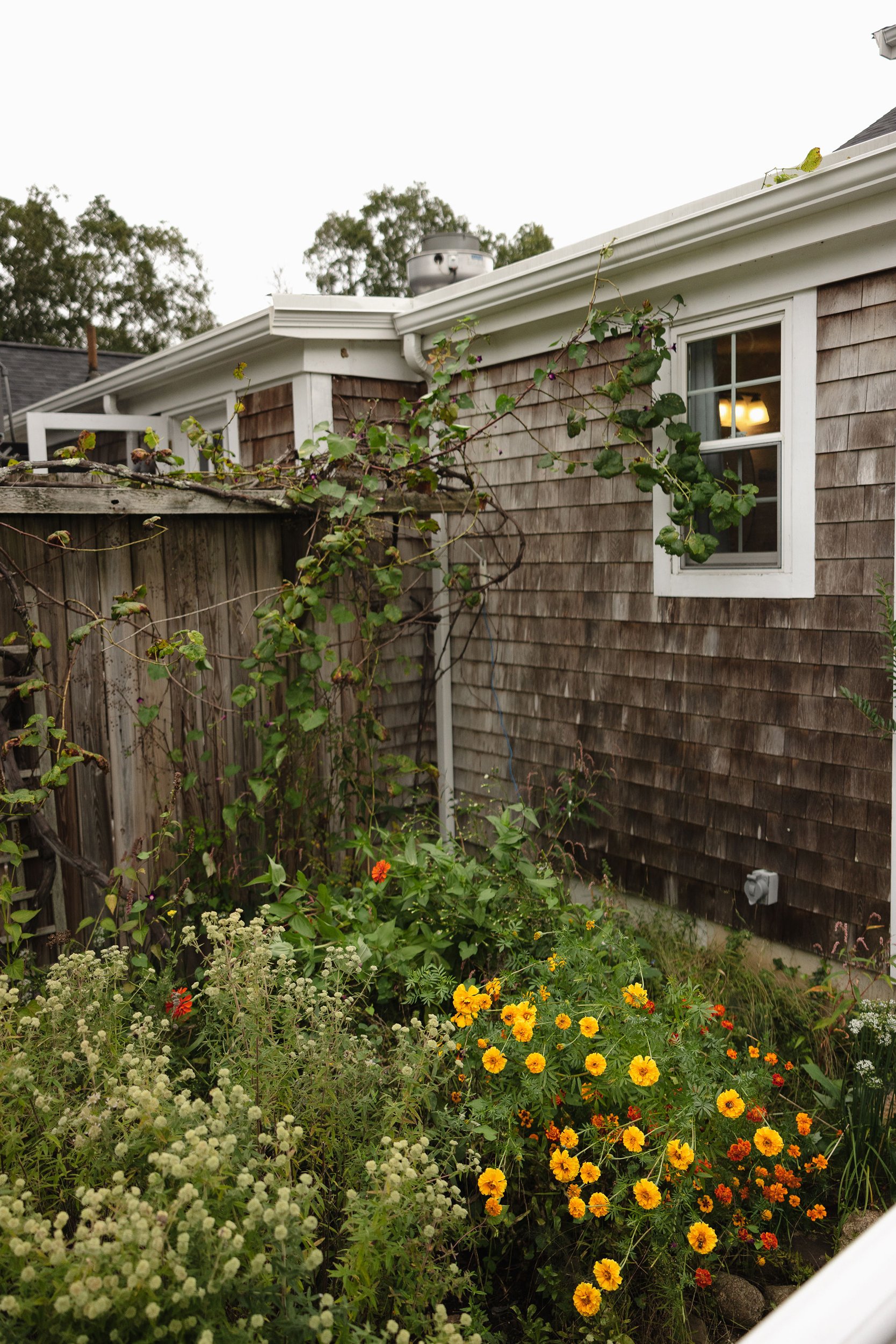 A garden with a variety of flowers including orange and yellow marigolds, white daisies, and other colorful blooms in front of a weathered wooden house with a window. The house's exterior features brown wooden shingles, and there are climbing plants 