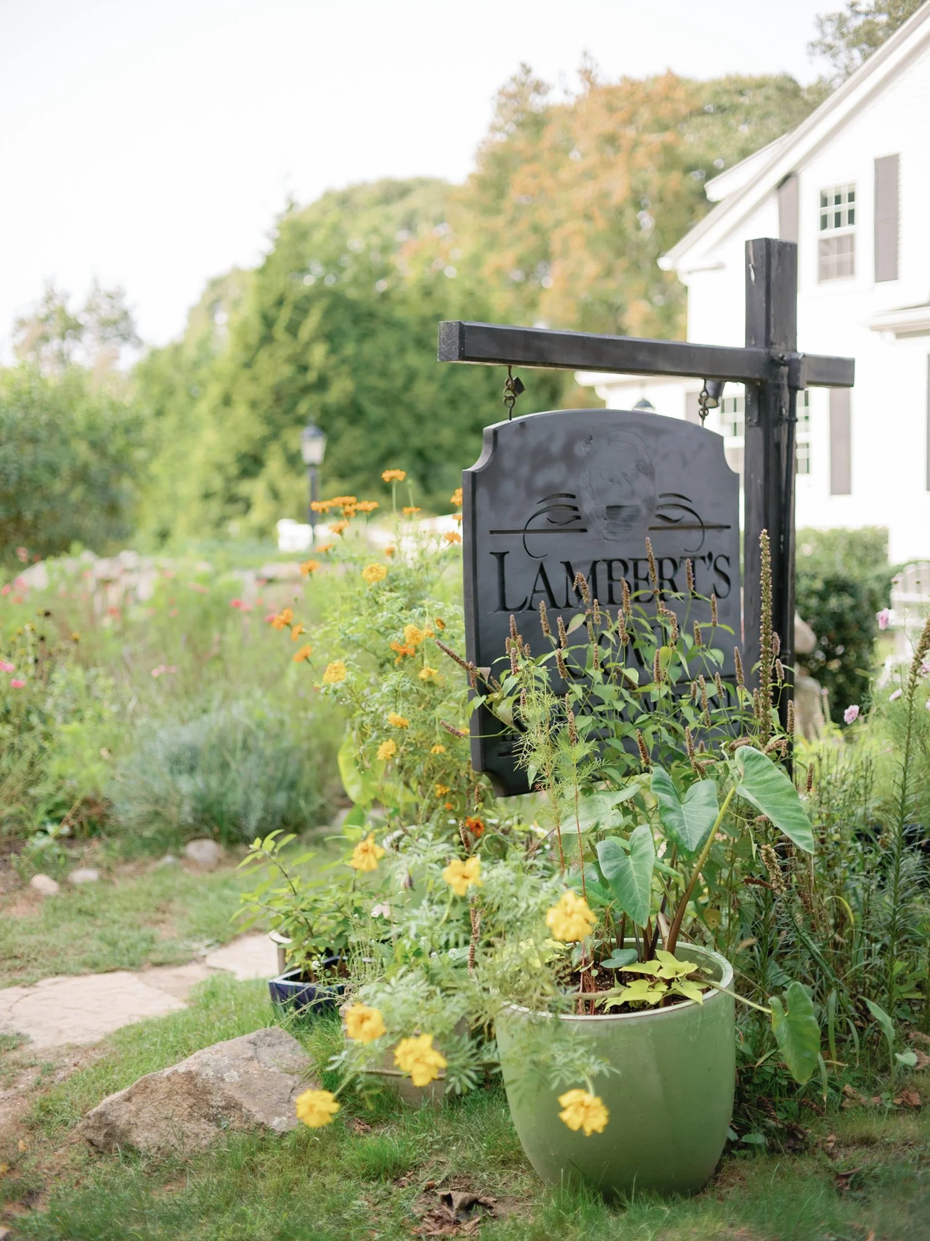 A garden scene with a large potted plant in the foreground, featuring yellow flowers and green foliage. Behind the plant, there is a sign with the word 'Lamberts' partially visible, and a house with white siding and black shutters in the background. 