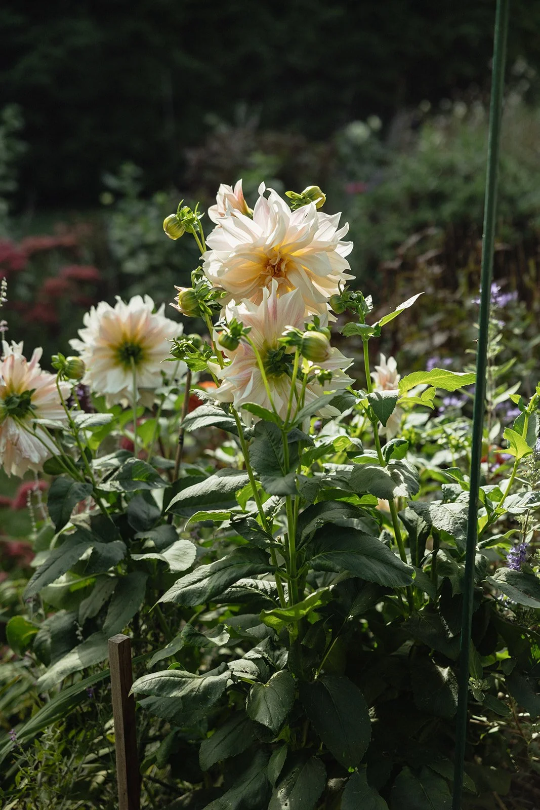 Cream-colored dahlia flowers with dark green leaves, custom grown by Bridget Sampson in the English garden at Lambert's Cove Inn on Martha's Vineyard.