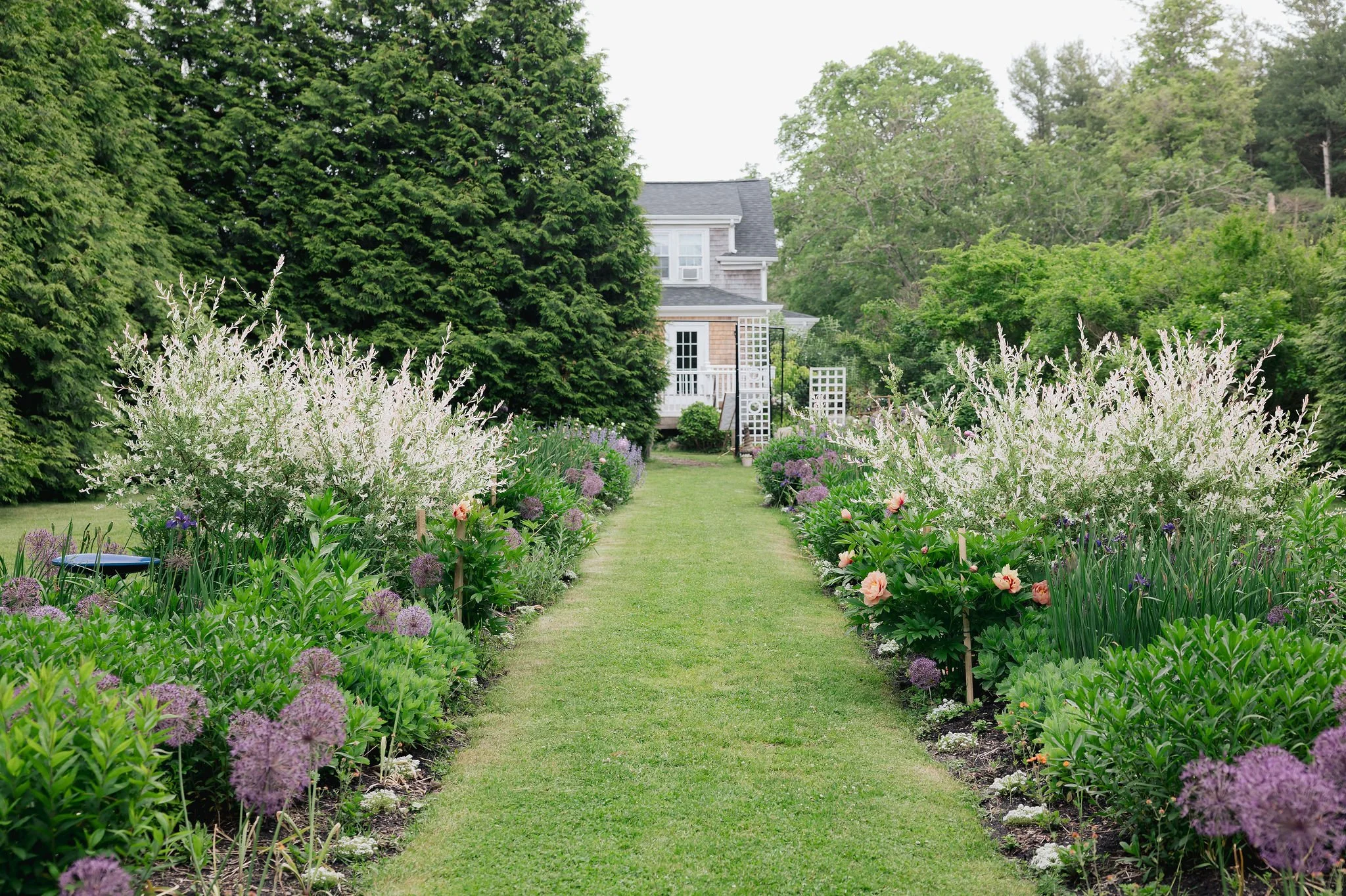 The lush English garden at Lambert's Cove Inn on Martha's Vineyard with a path, colorful flowers, and green trees, with a house partially visible in the background.