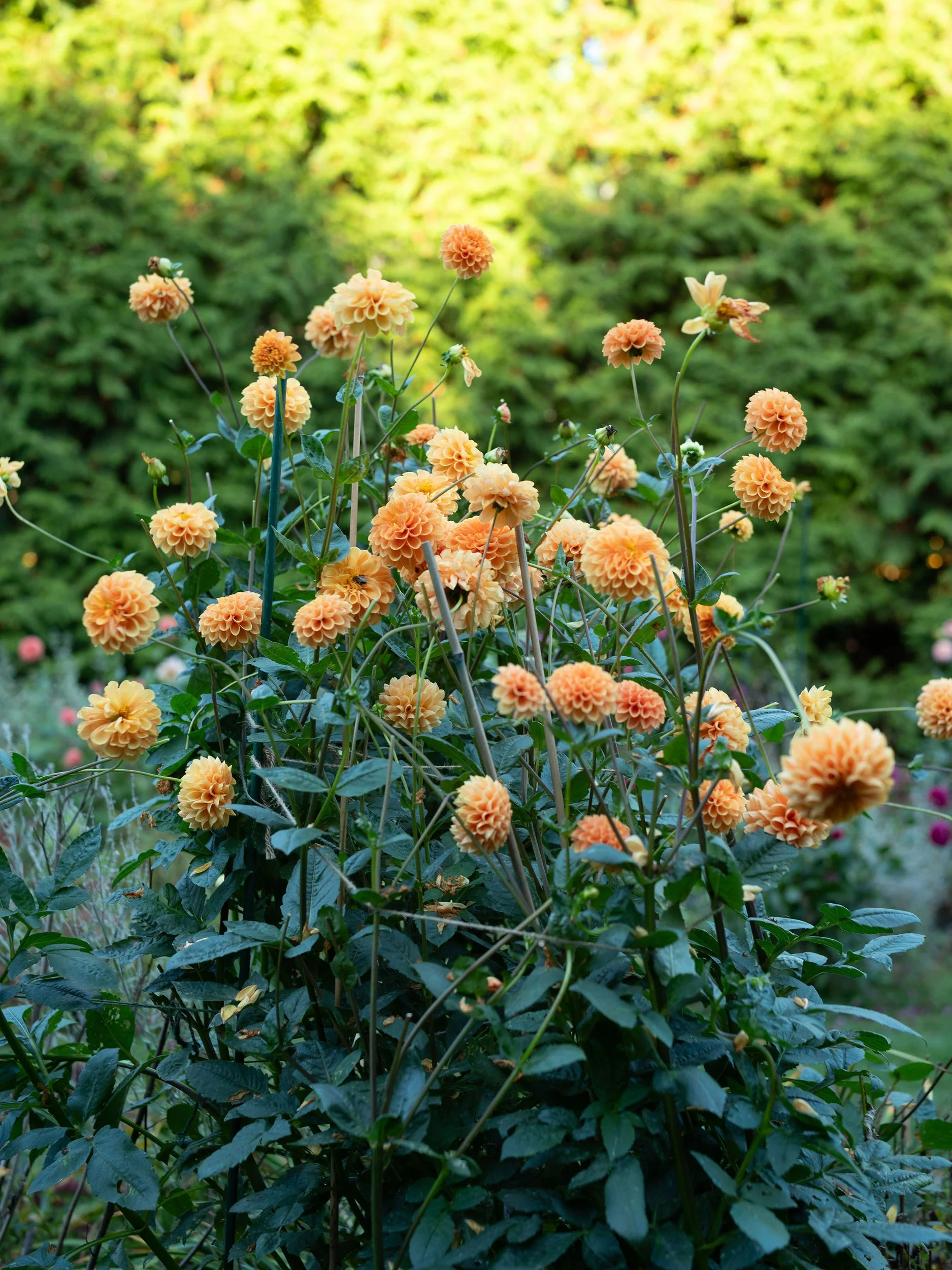 A cluster of peach-colored dahlias blooming in a garden with lush green foliage and trees in the background. The flowers were grown at Lambert's Cove Inn on Martha's Vineyard. 