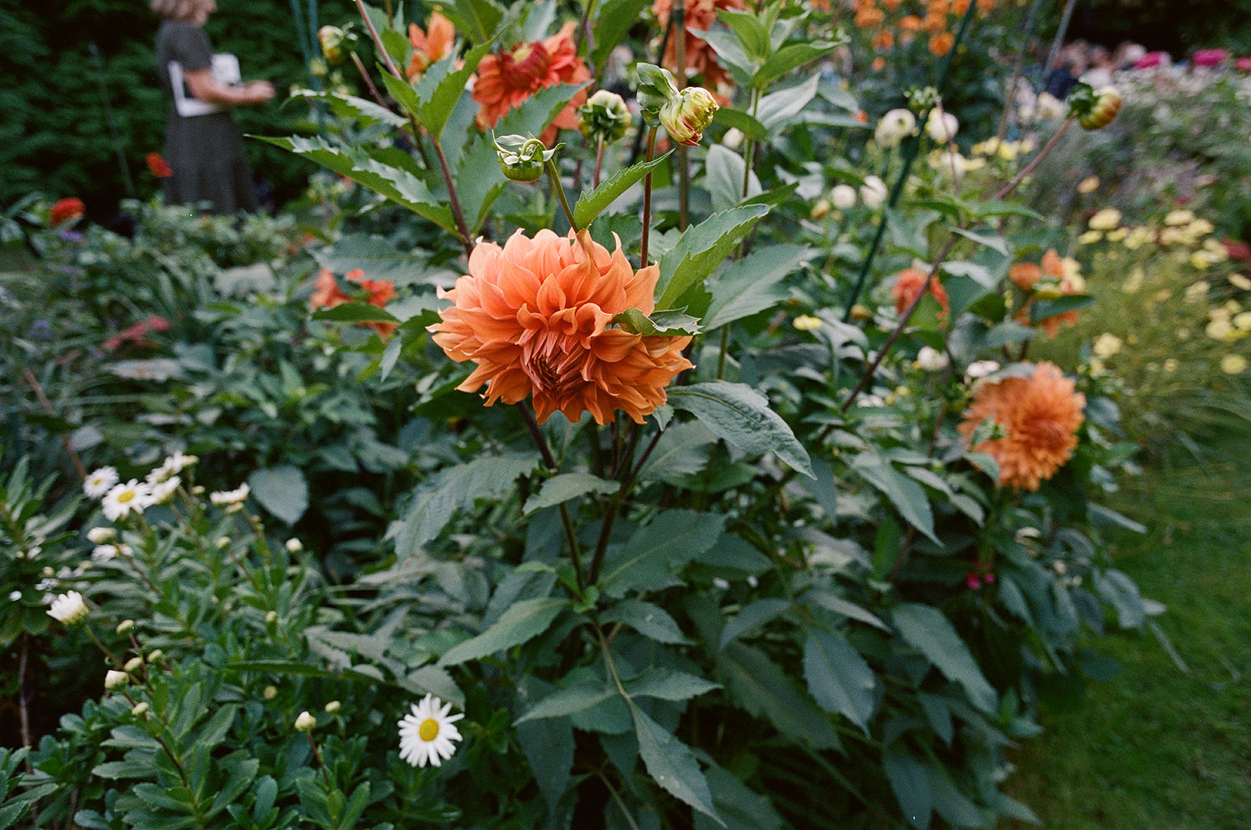 A vibrant orange dahlia flower amidst green leaves in a garden with other flowers and a blurred person in the background.