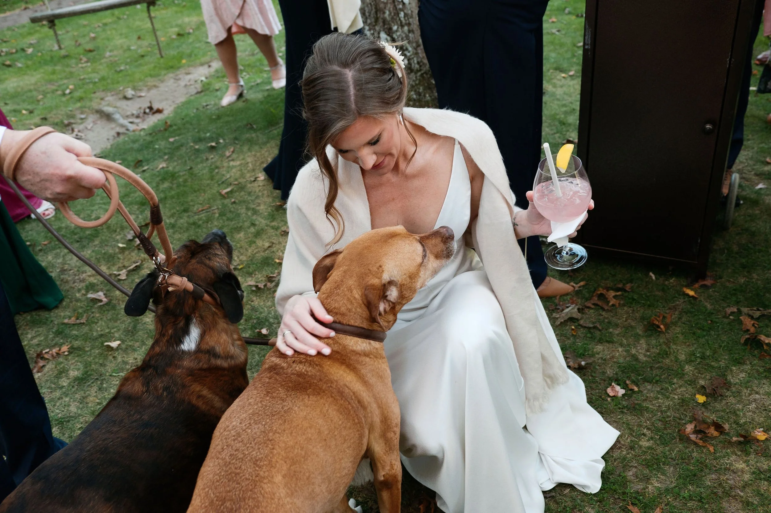 A woman in a white dress with a white shawl sitting outdoors on grass, holding a pink cocktail with a lemon wedge, surrounded by several dogs and people during a wedding at Lambert's Cove Inn on Martha's Vineyard.